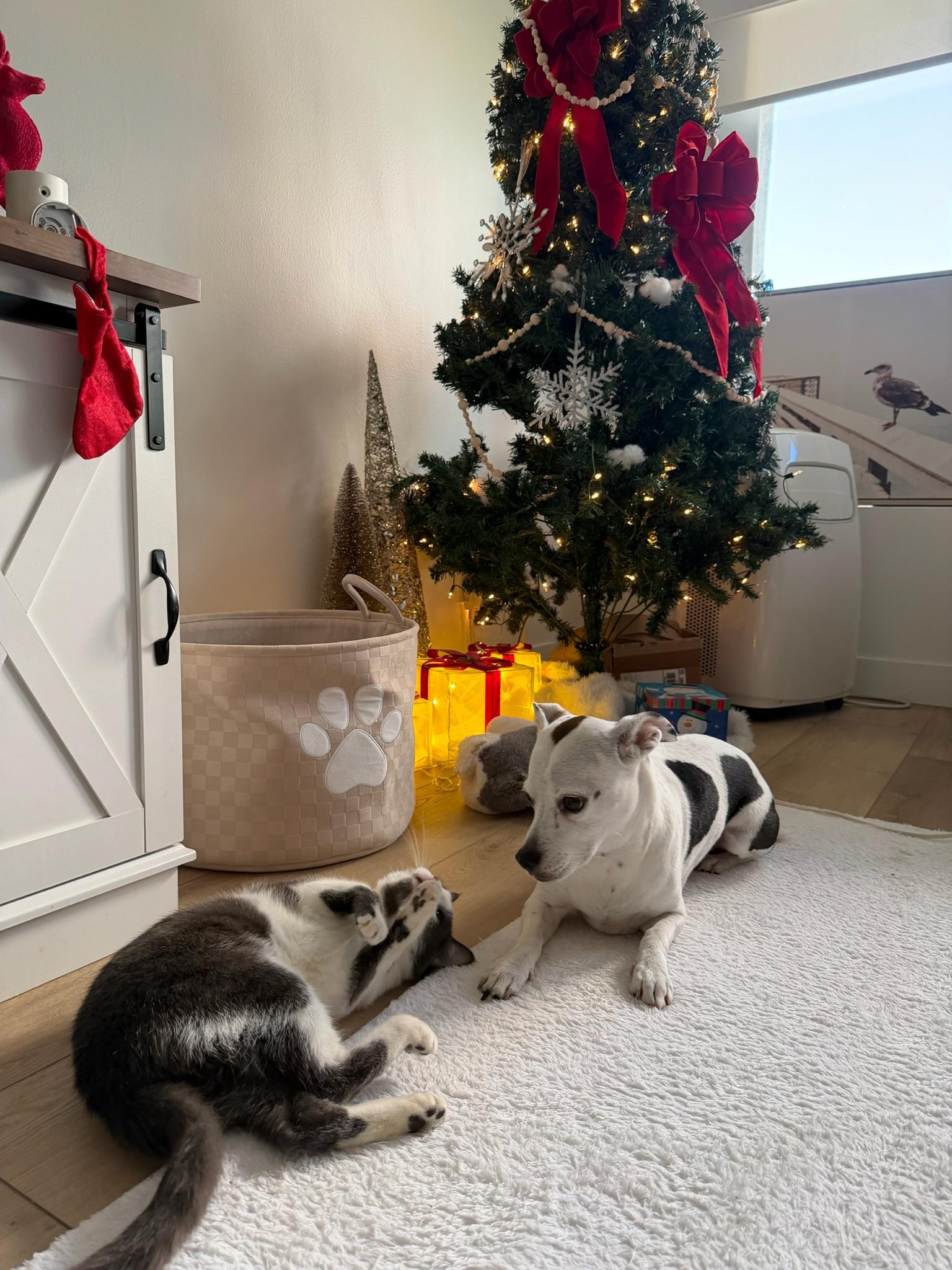 Fenix , a Adoptable Tabby in Los Angeles , CA image 5/6