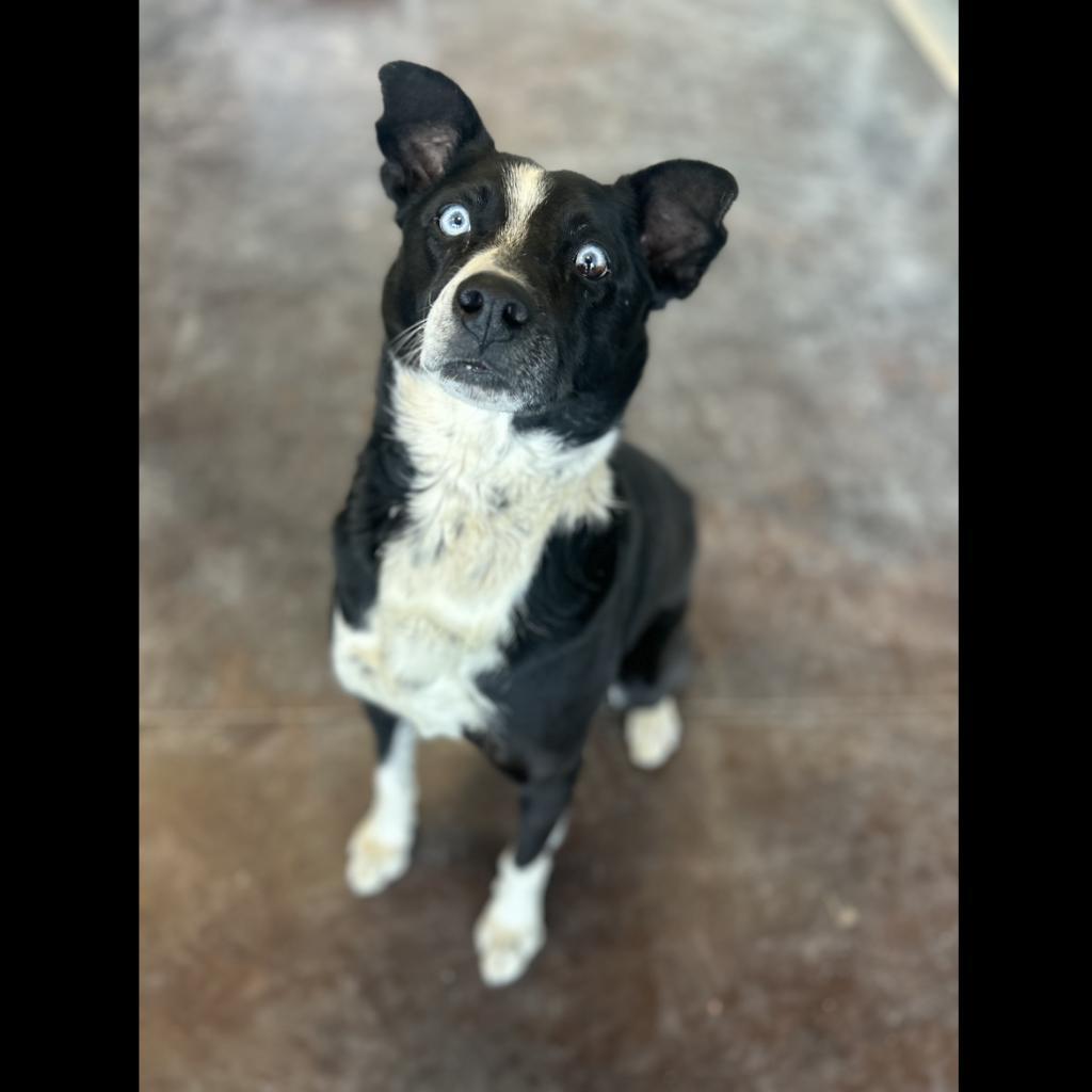 Enlarge Atticus, a Adoptable mixed breed in Rifle, CO image 1/3