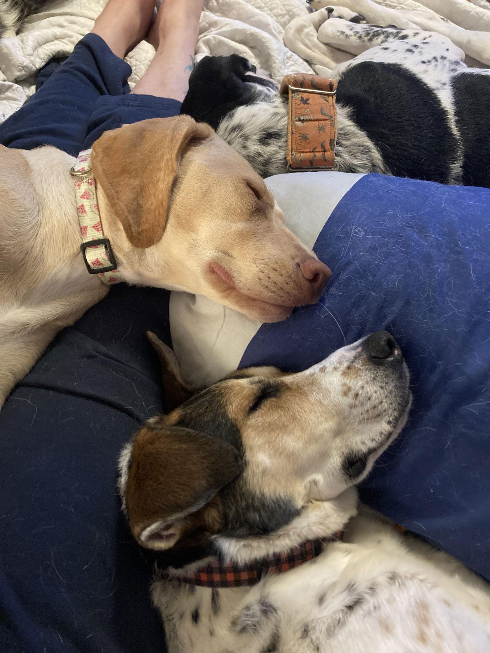 Teri, Adoptable, Adult Female Bluetick Coonhound.