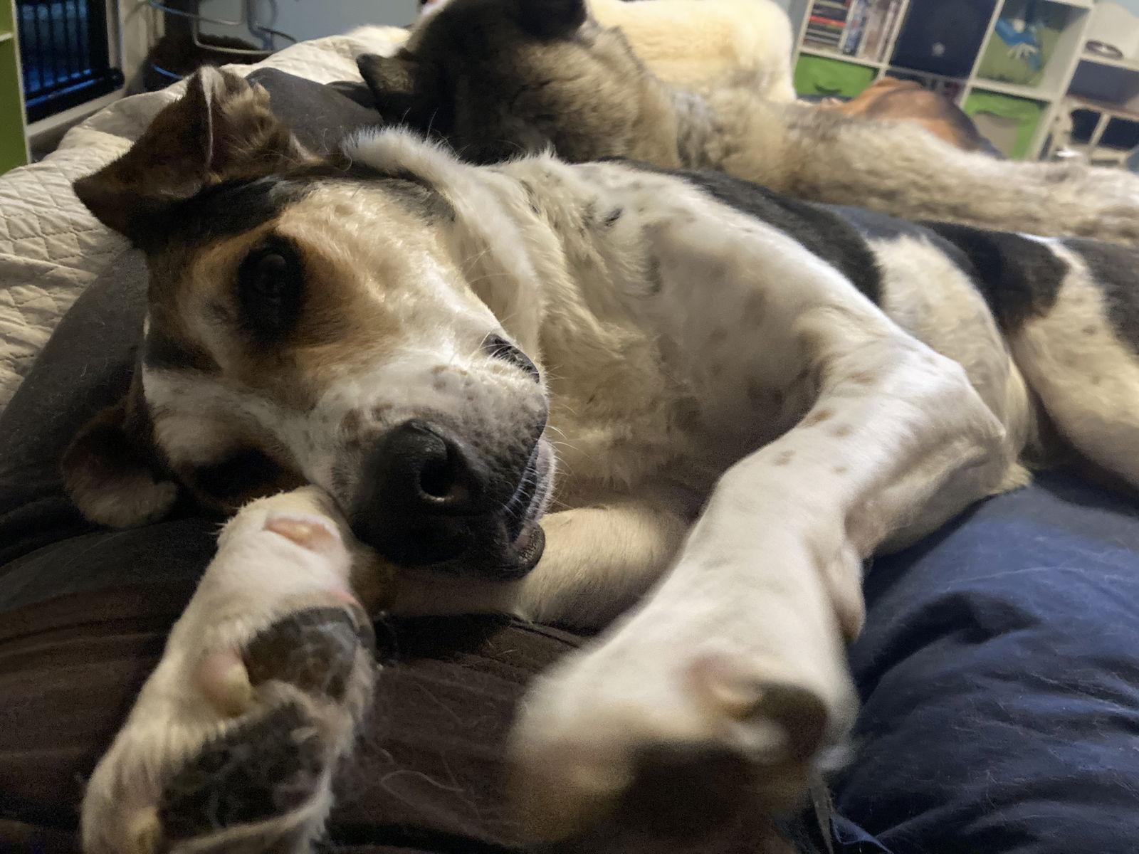 Teri, a Adoptable Bluetick Coonhound in Chatham, VA image 2/3