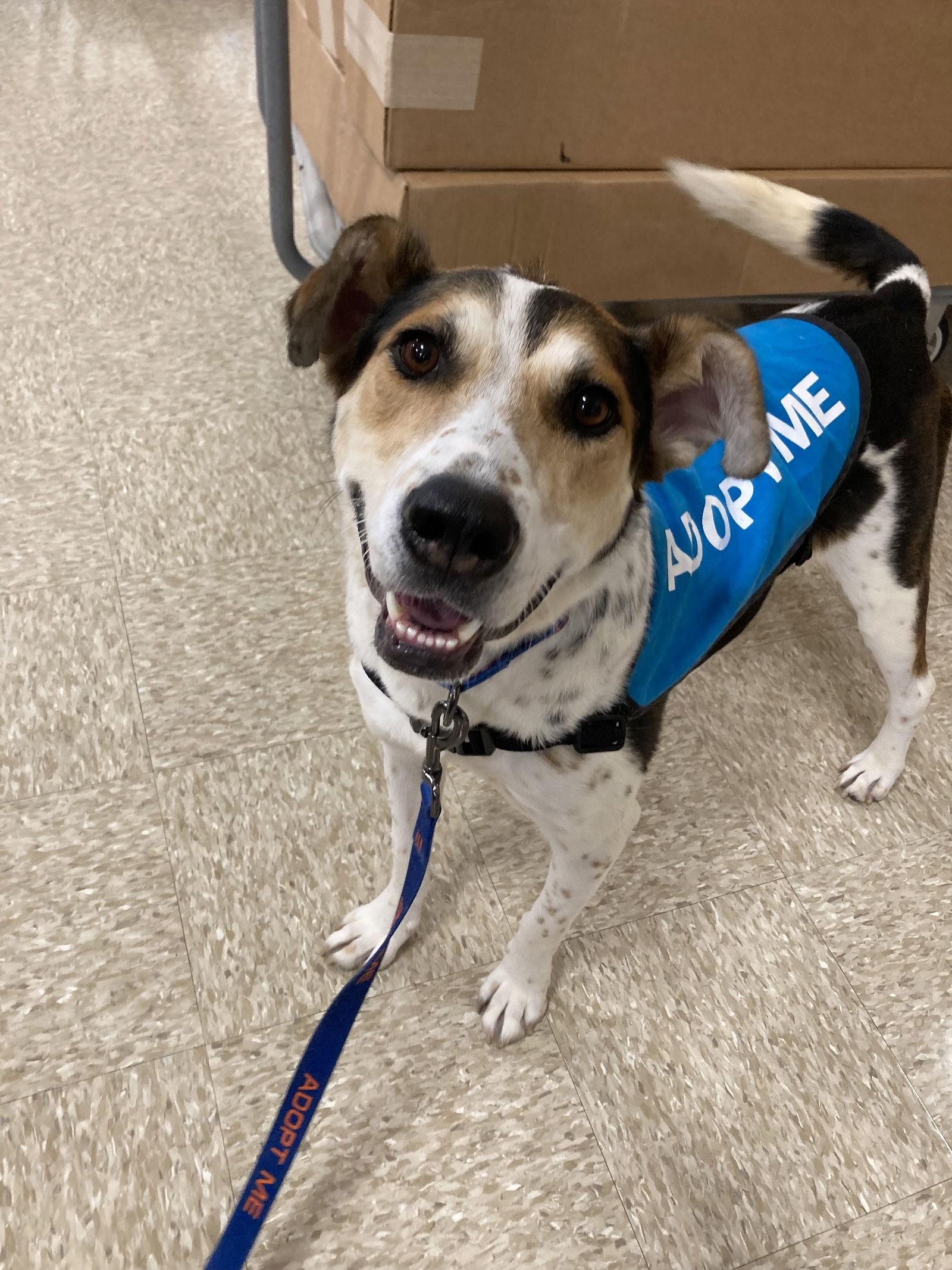 Teri, a Adoptable Bluetick Coonhound in Chatham, VA image 3/3