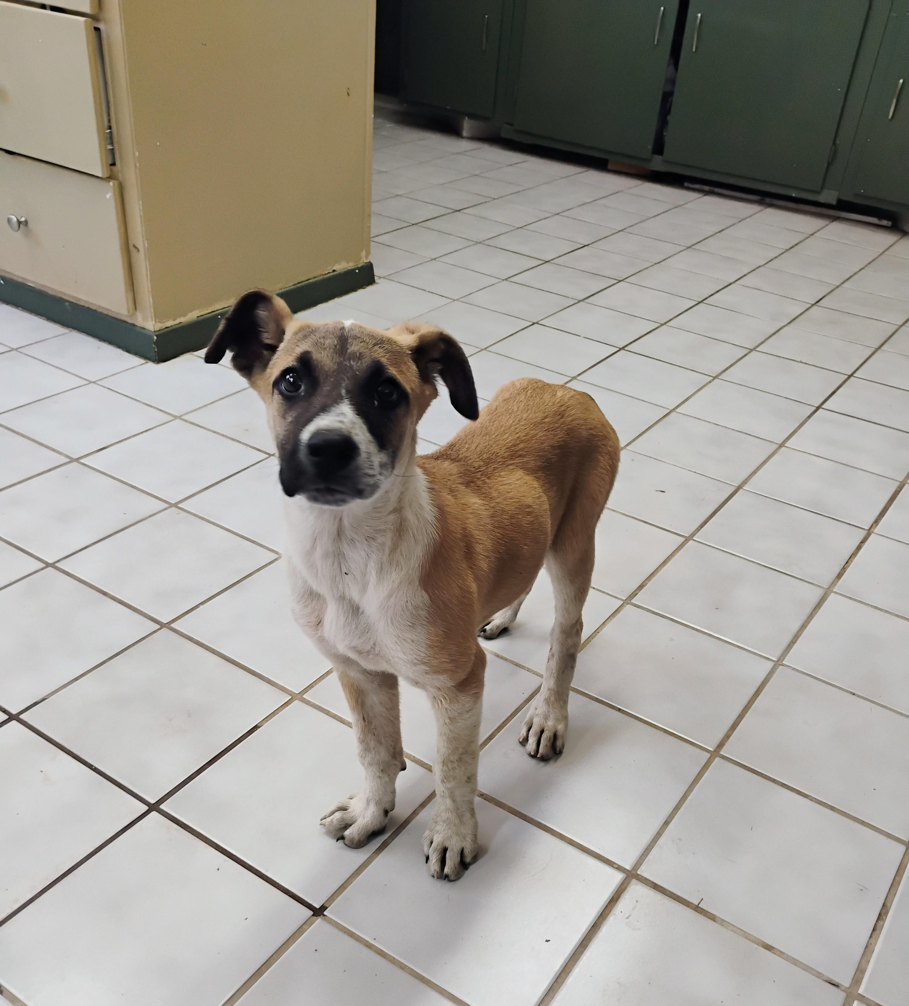 Enlarge PEEP, a ADOPTABLE mixed breed in Saint Jo, TX image 3/3