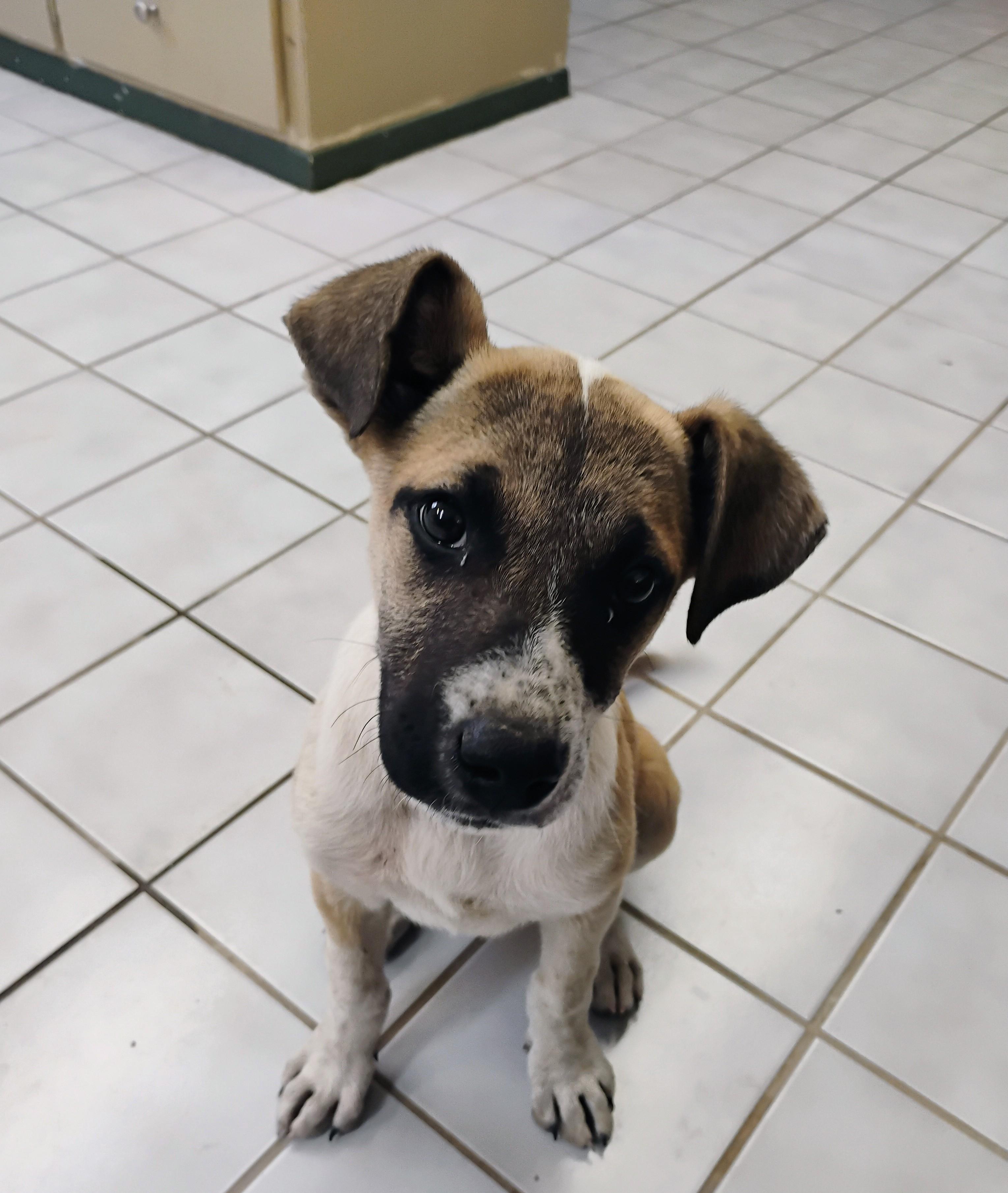 Enlarge PEEP, a ADOPTABLE mixed breed in Saint Jo, TX image 1/3