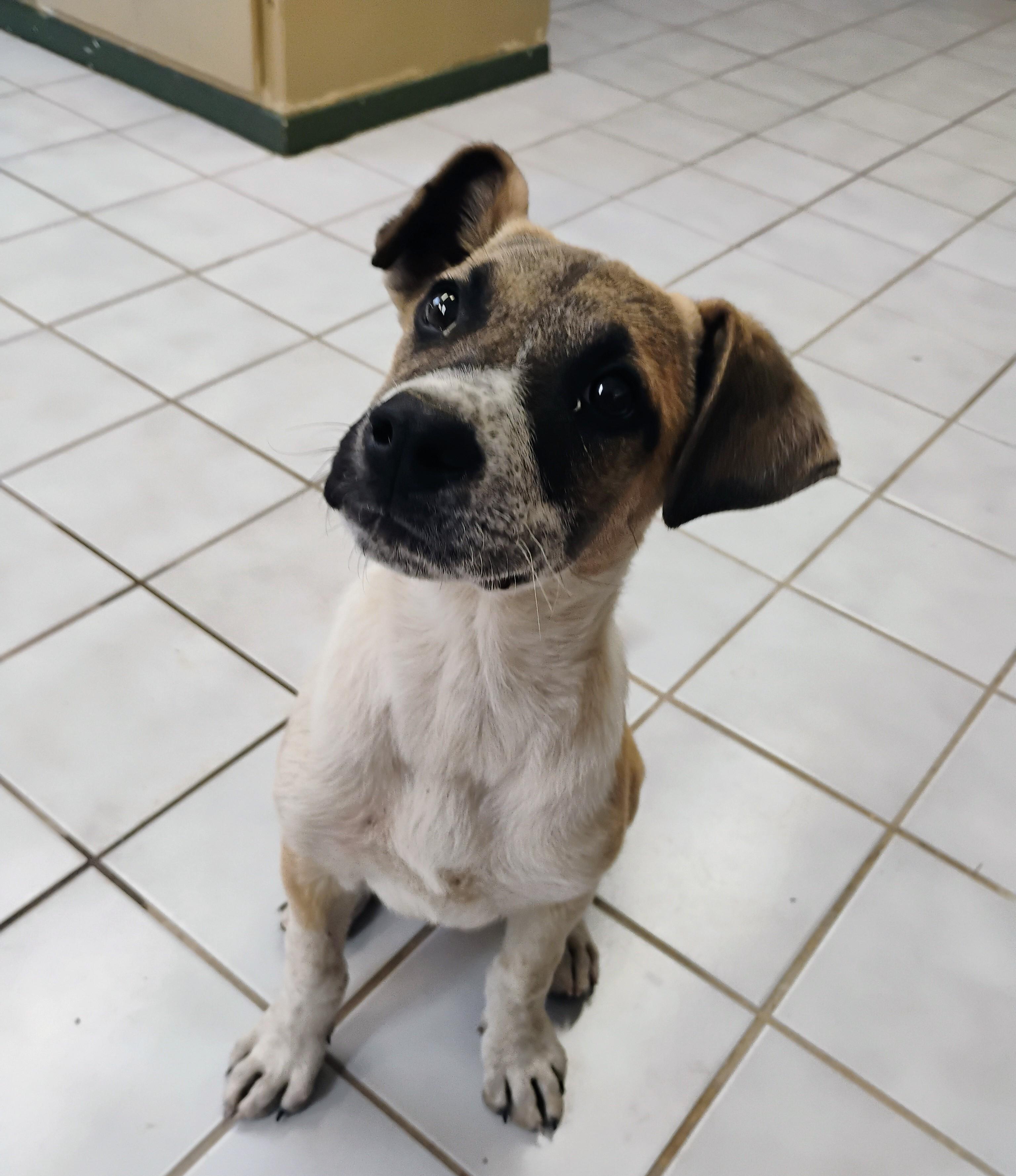 Enlarge PEEP, a ADOPTABLE mixed breed in Saint Jo, TX image 2/3