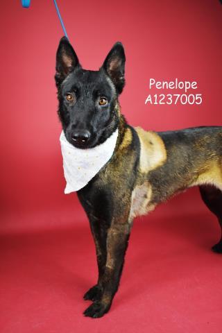 Enlarge Penelope -- URGENT! LONGTIME RESIDENT!, a ADOPTABLE mixed breed in Thousand Oaks, CA image 1/1