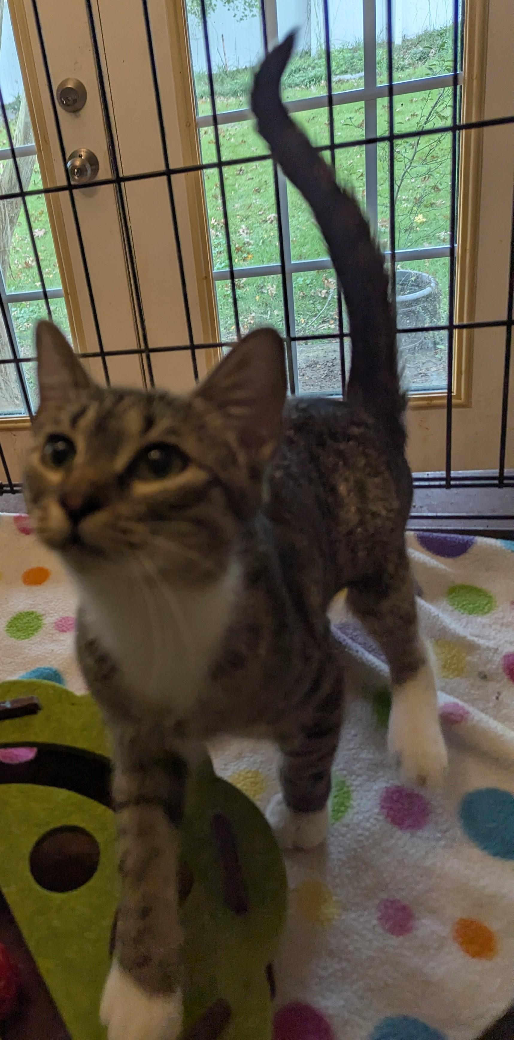 Enlarge Sepia, an adoptable Domestic Short Hair in Malden, MA image 5/5