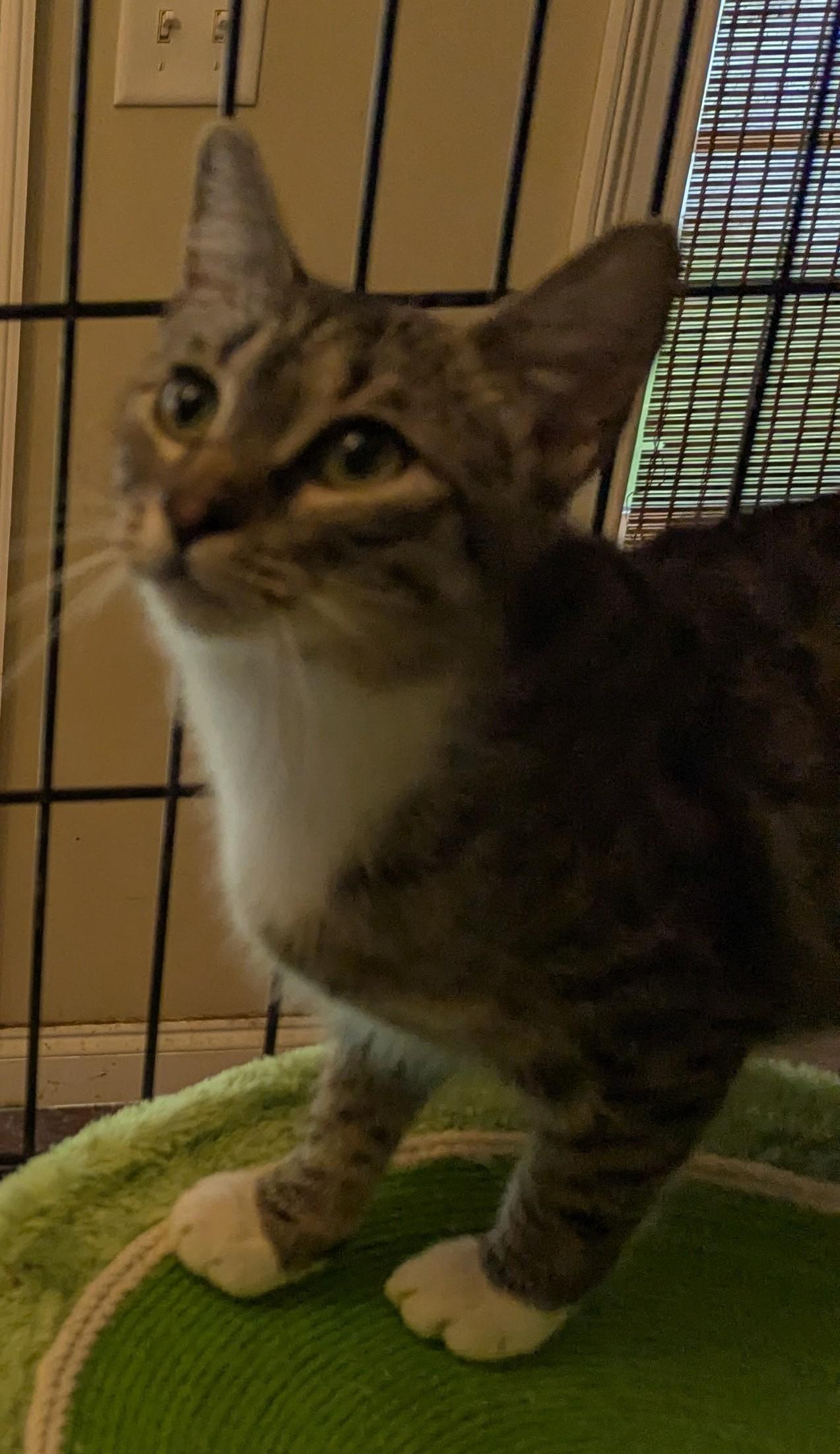 Enlarge Sepia, an adoptable Domestic Short Hair in Malden, MA image 3/5