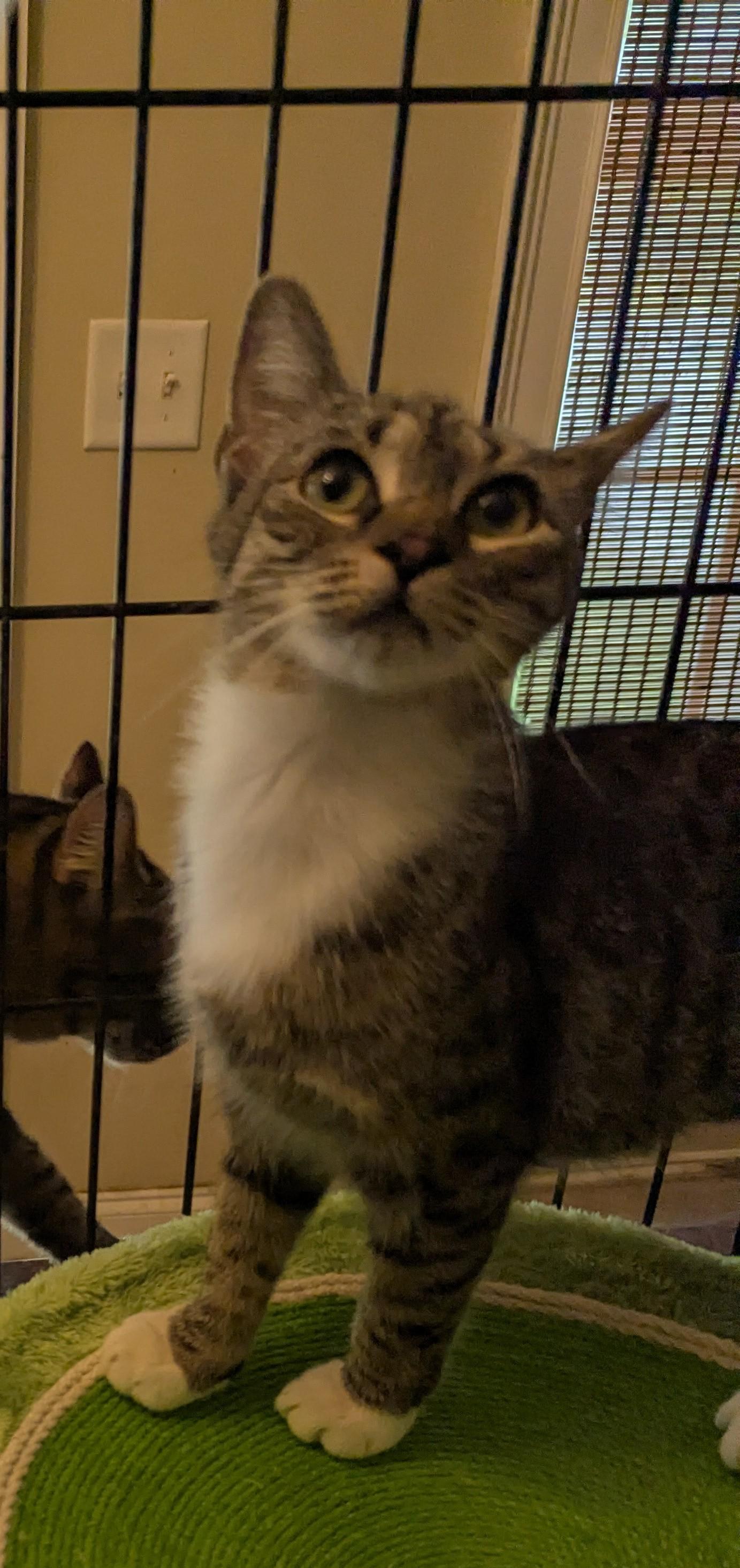 Enlarge Sepia, an adoptable Domestic Short Hair in Malden, MA image 4/5