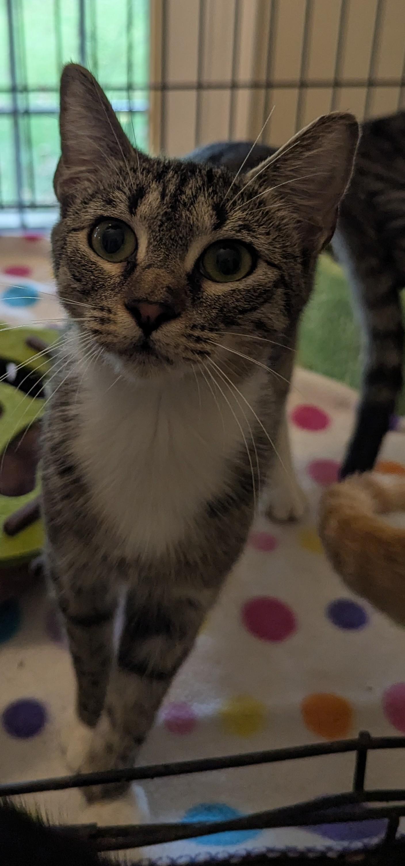 Sepia, adoptable, Kitten Female Domestic Short Hair.