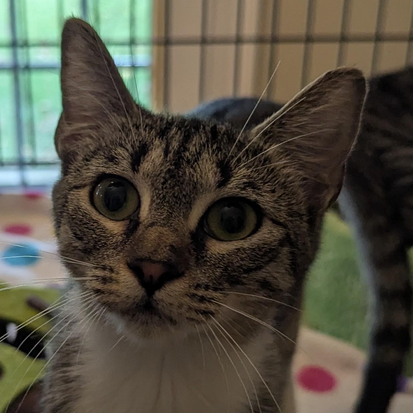 Enlarge Sepia, an adoptable Domestic Short Hair in Malden, MA image 1/5