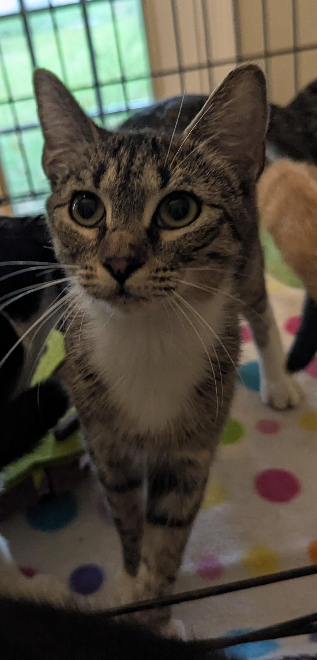 Enlarge Sepia, an adoptable Domestic Short Hair in Malden, MA image 2/5