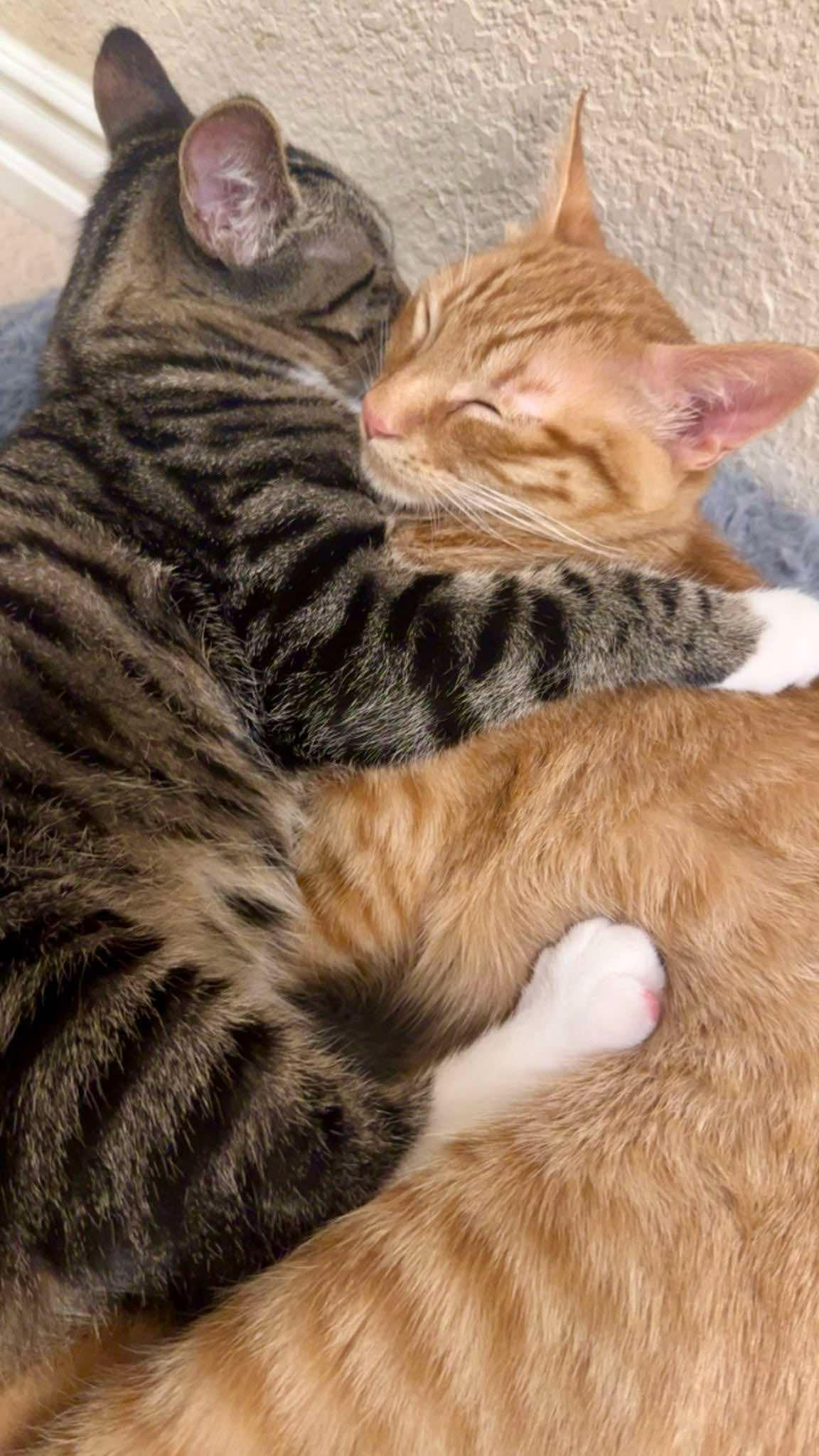 Plover & Willet **COURTESY LISTING**CONTACT OWNER DIRECTLY**, a Adoptable mixed breed in Frisco, TX image 1/3