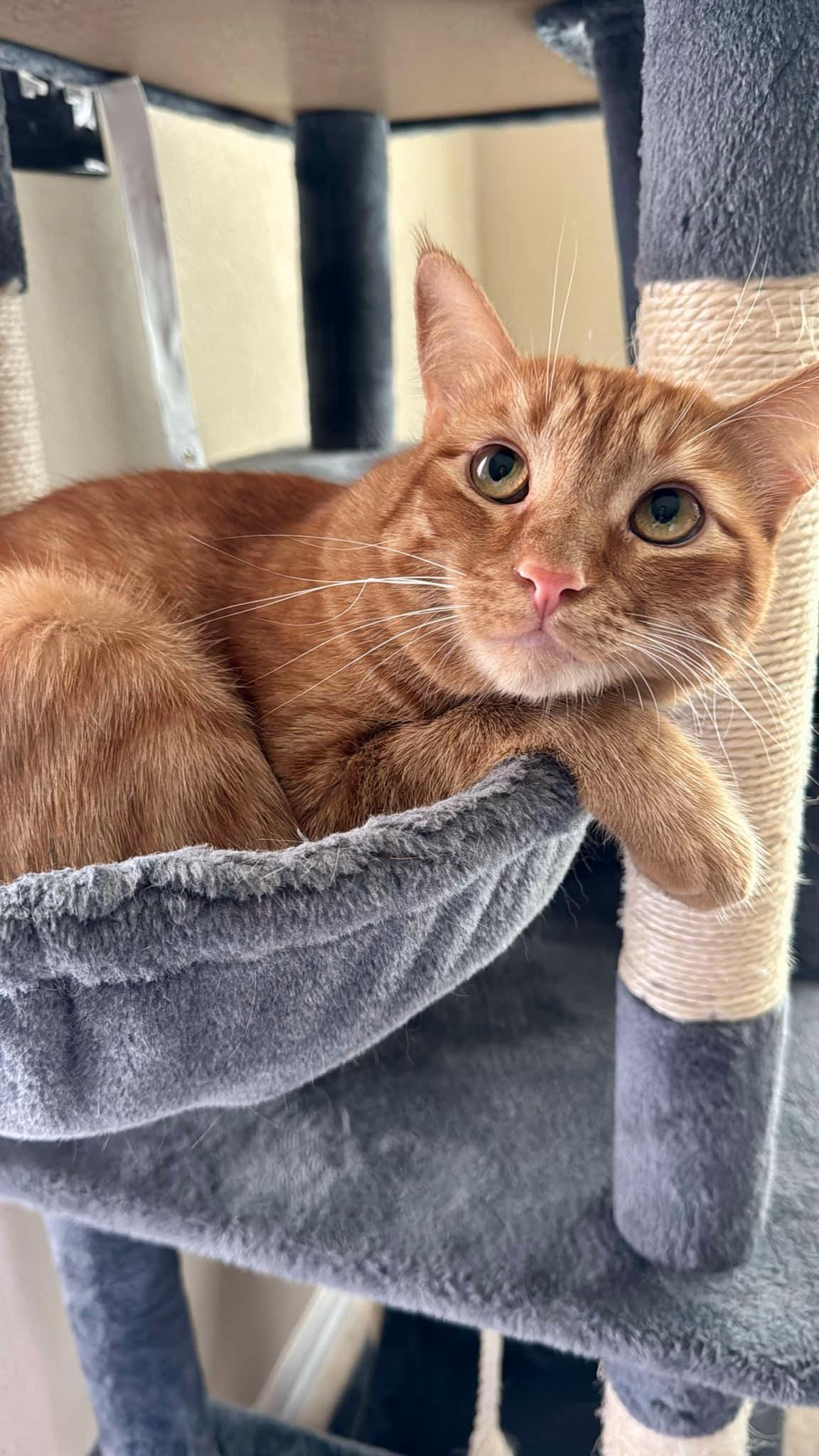 Plover & Willet **COURTESY LISTING**CONTACT OWNER DIRECTLY**, Adoptable, Adult Male Domestic Short Hair.