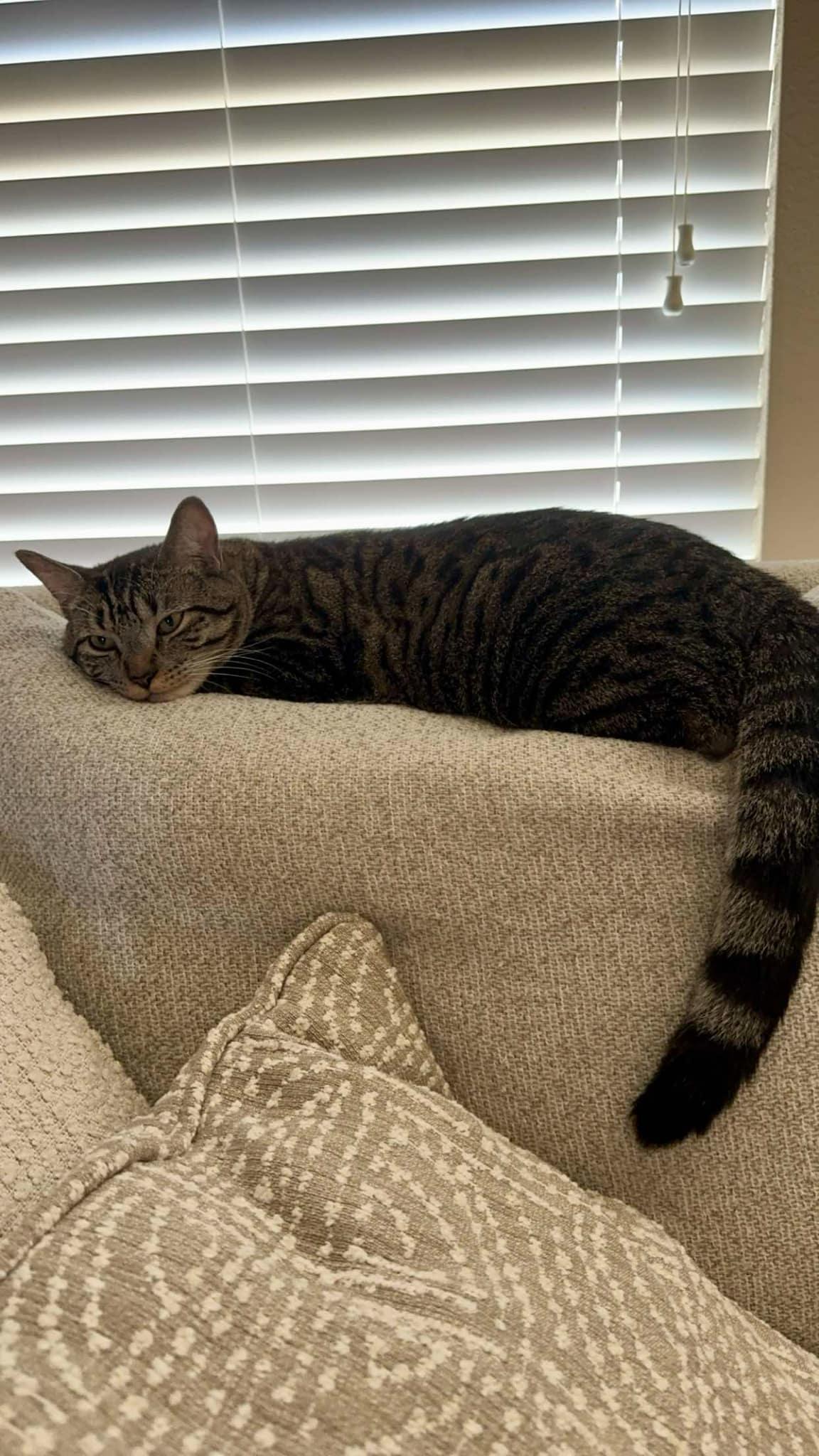 Plover & Willet **COURTESY LISTING**CONTACT OWNER DIRECTLY**, a Adoptable mixed breed in Frisco, TX image 3/3