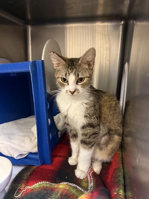 Enlarge APRIL, a Adoptable Domestic Short Hair in San Jose, CA image 1/1