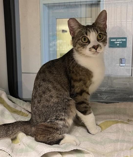 APRIL, Adoptable, Young Female Domestic Short Hair.