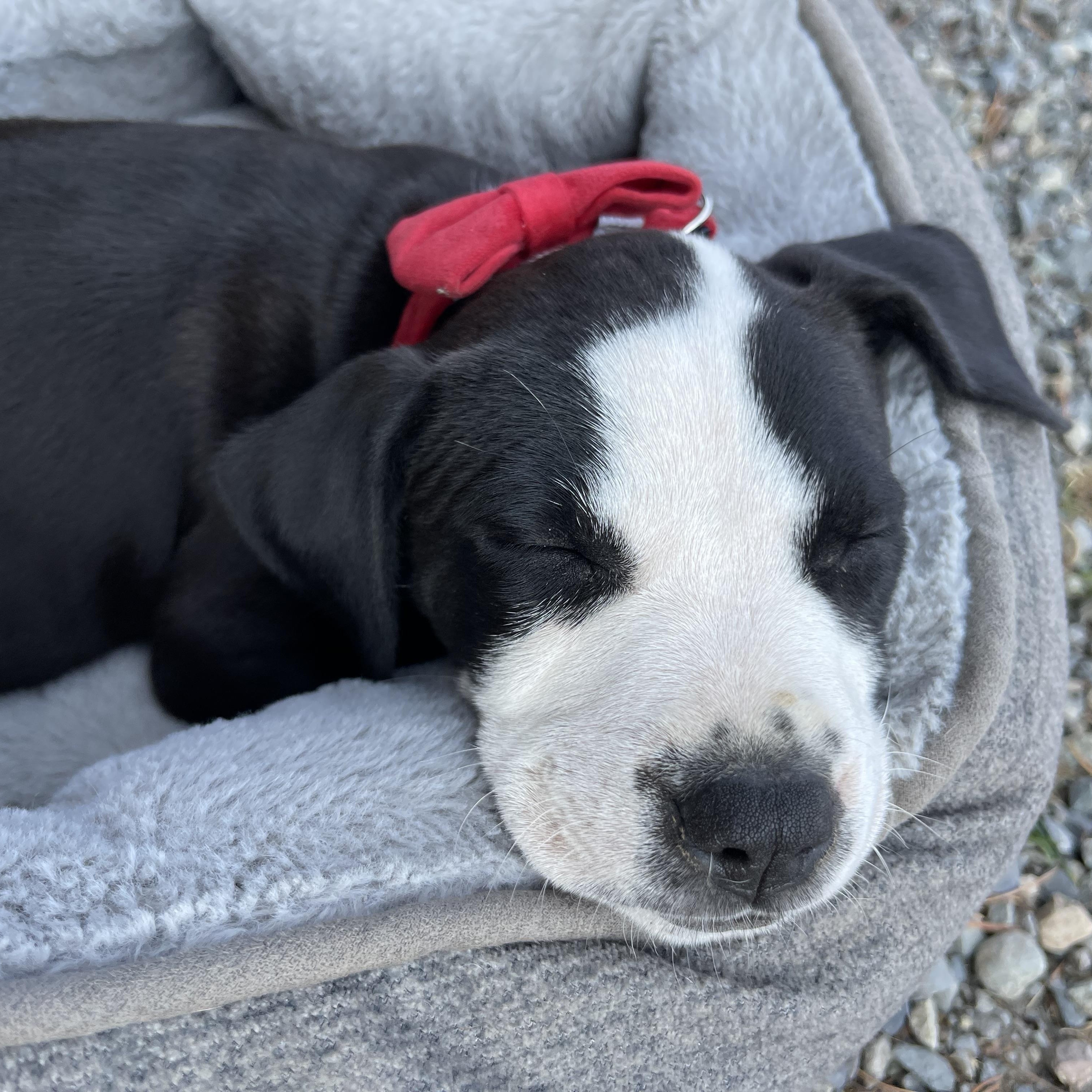 Enlarge Gladys, a Adopted mixed breed in Oakville, WA image 4/5