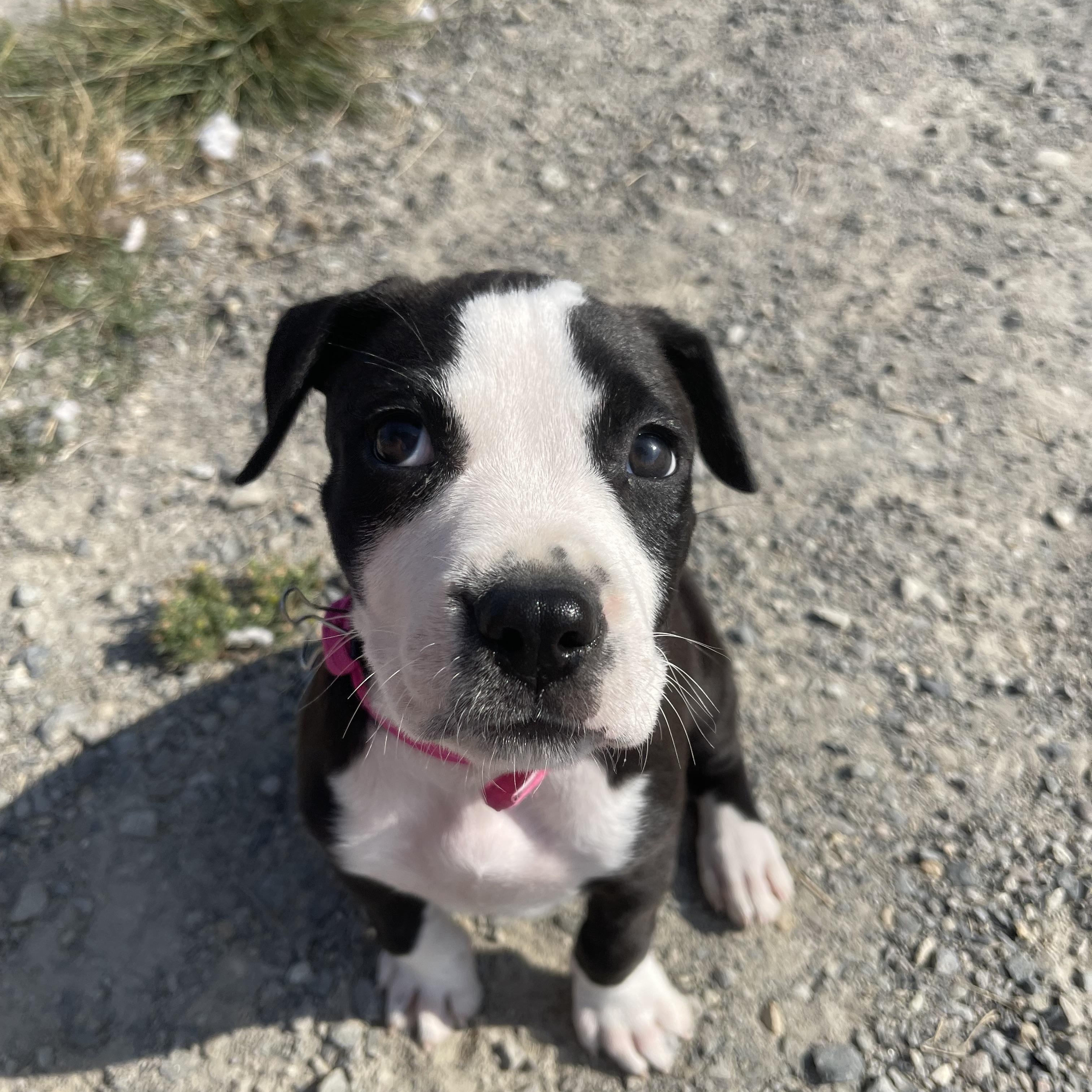 Enlarge Gladys, a Adopted mixed breed in Oakville, WA image 2/5
