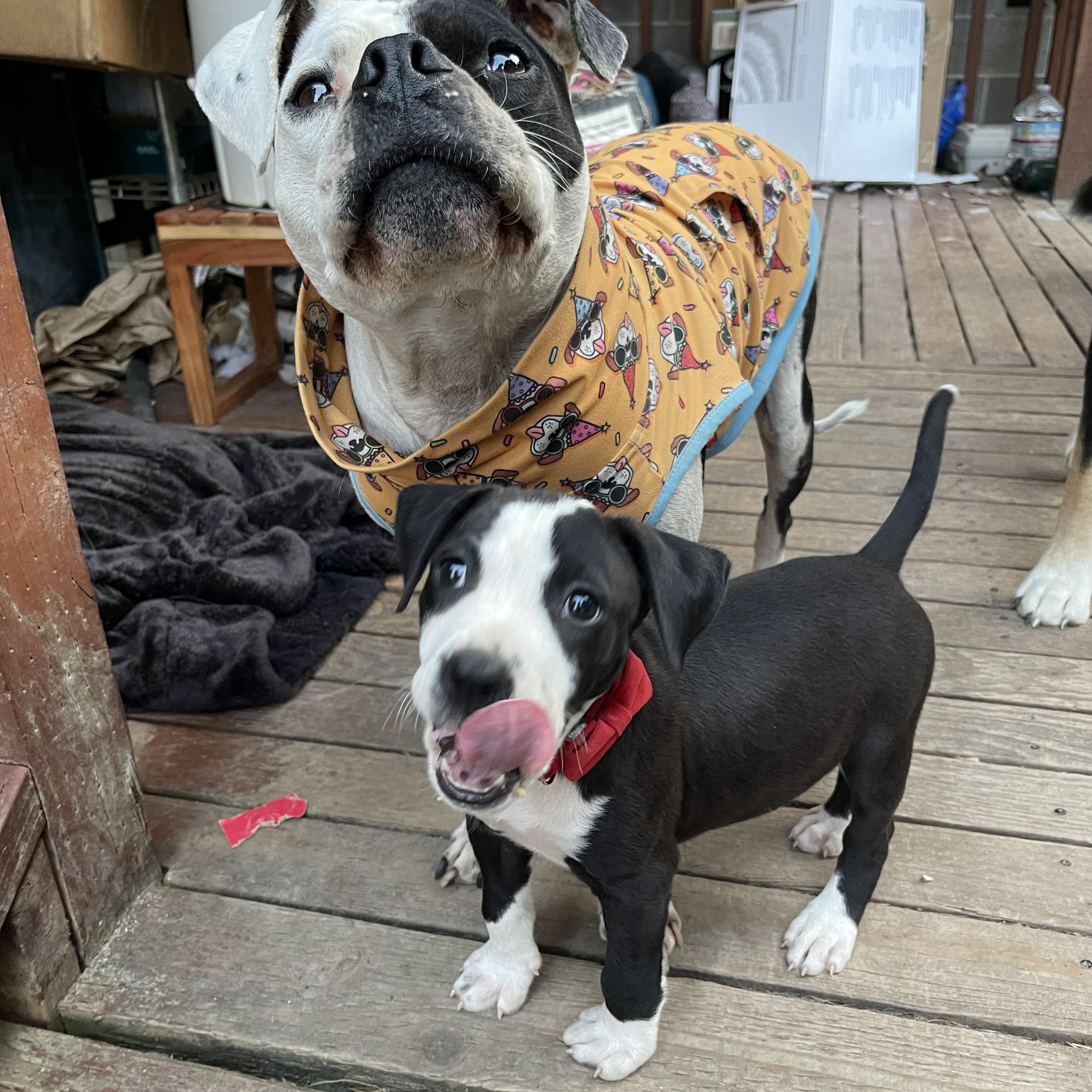 Enlarge Gladys, a Adopted mixed breed in Oakville, WA image 3/5