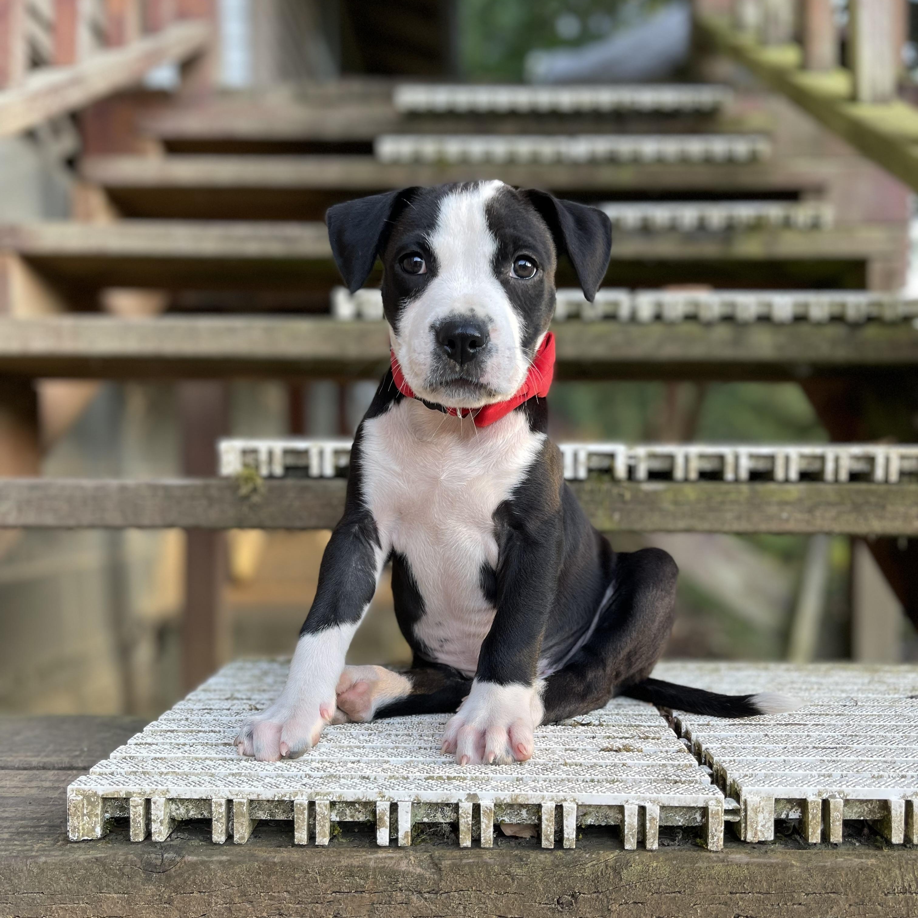 Enlarge Gladys, a Adopted mixed breed in Oakville, WA image 1/5