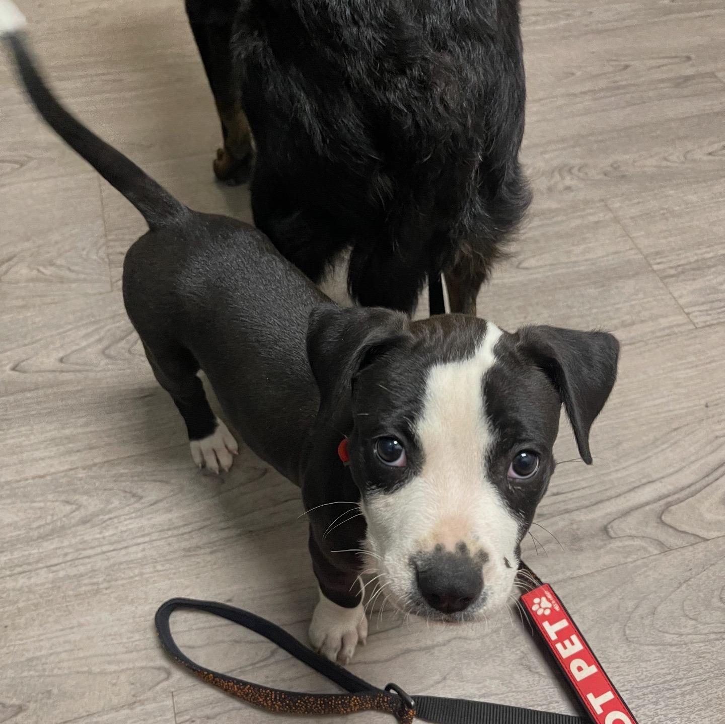 Enlarge Gladys, a Adopted mixed breed in Oakville, WA image 5/5