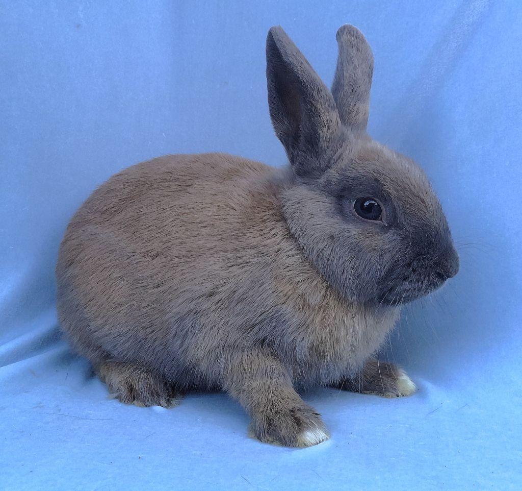 Enlarge Dexter, an adoptable mixed breed in Goleta, CA image 2/2