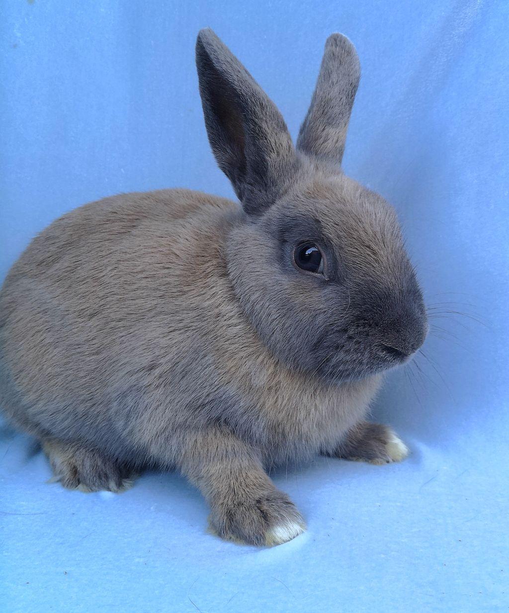 Dexter, adoptable, Adult Male Dutch & Palomino.