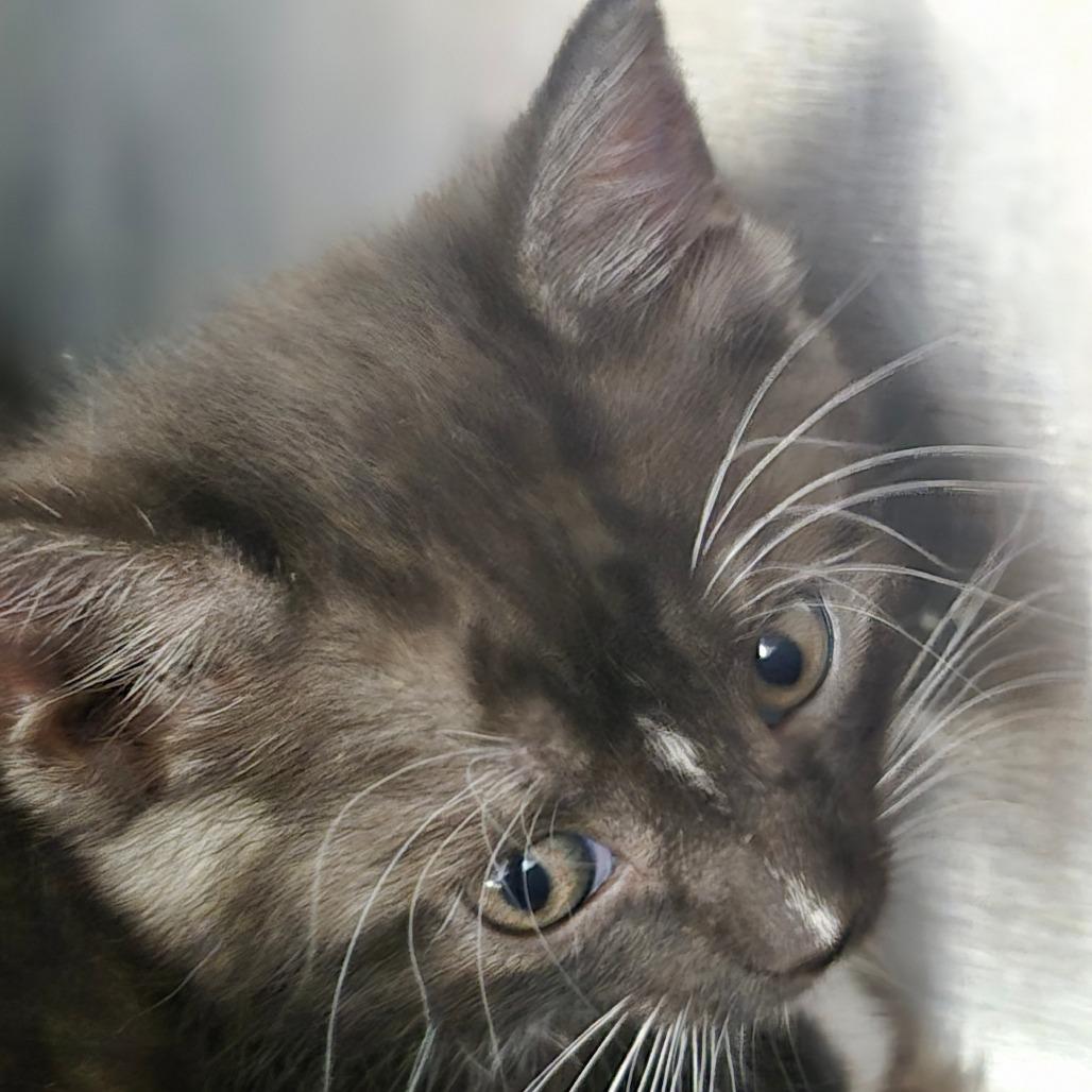 Enlarge Billie, a Adoptable Domestic Long Hair in Kingman, KS image 1/1