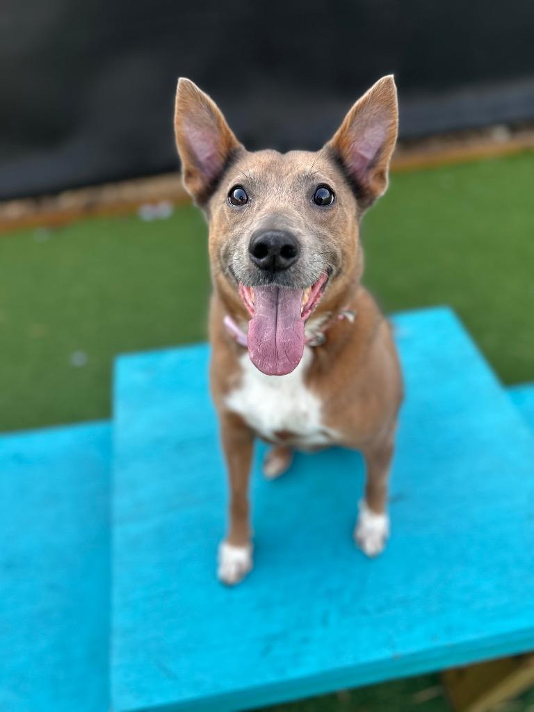 Charlie, Adoptable, Adult Male Mixed Breed.