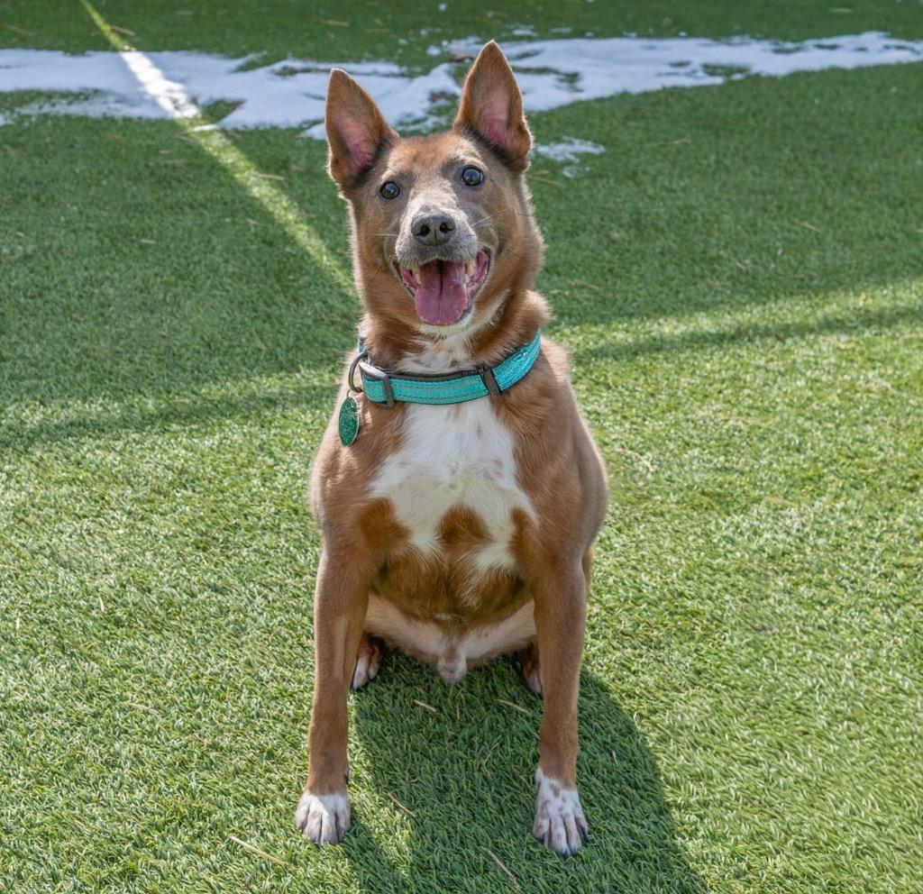 Charlie, Adoptable, Adult Male Mixed Breed.