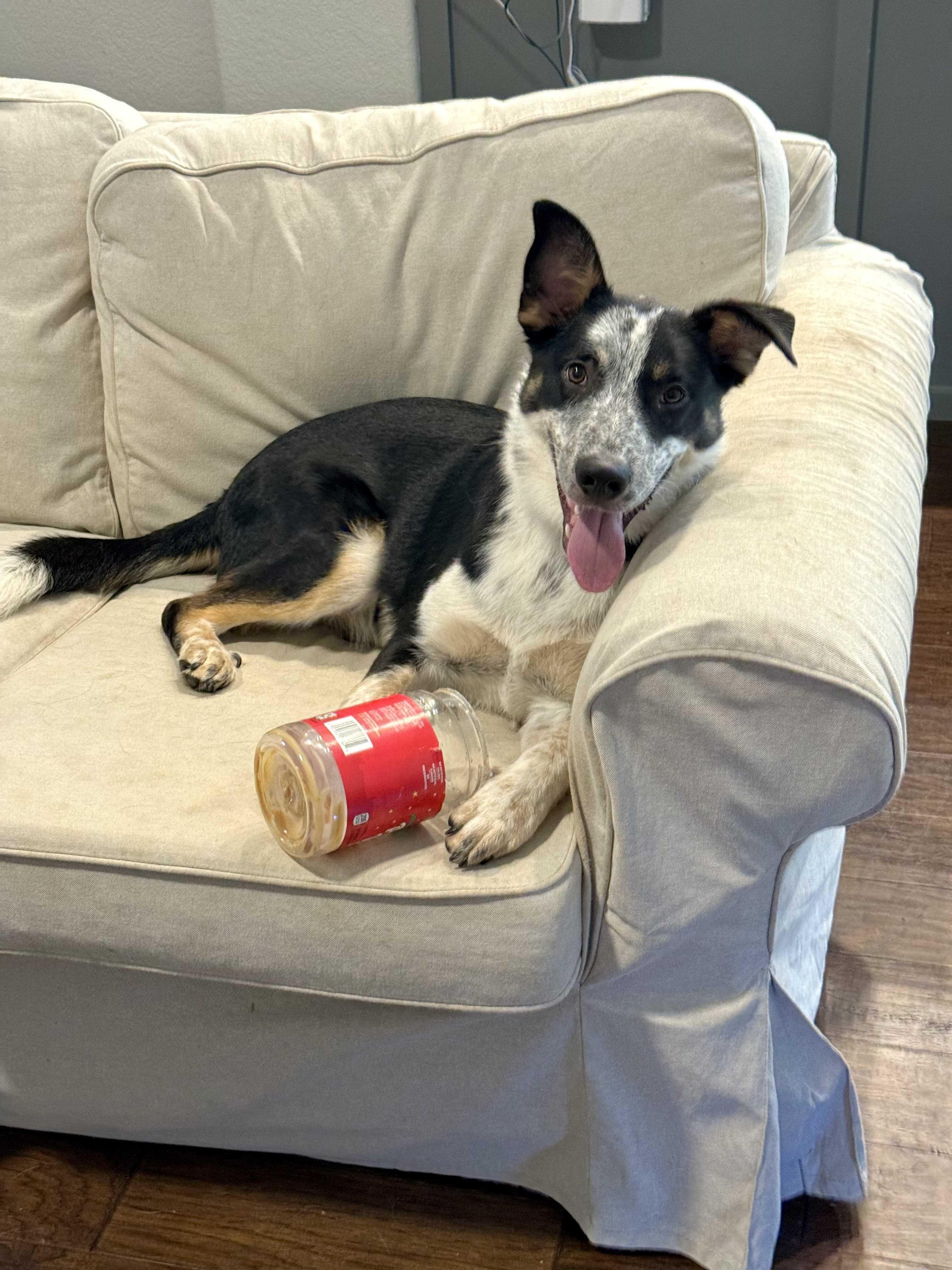 Emrys, Adoptable, Adult Male Border Collie & Cattle Dog.