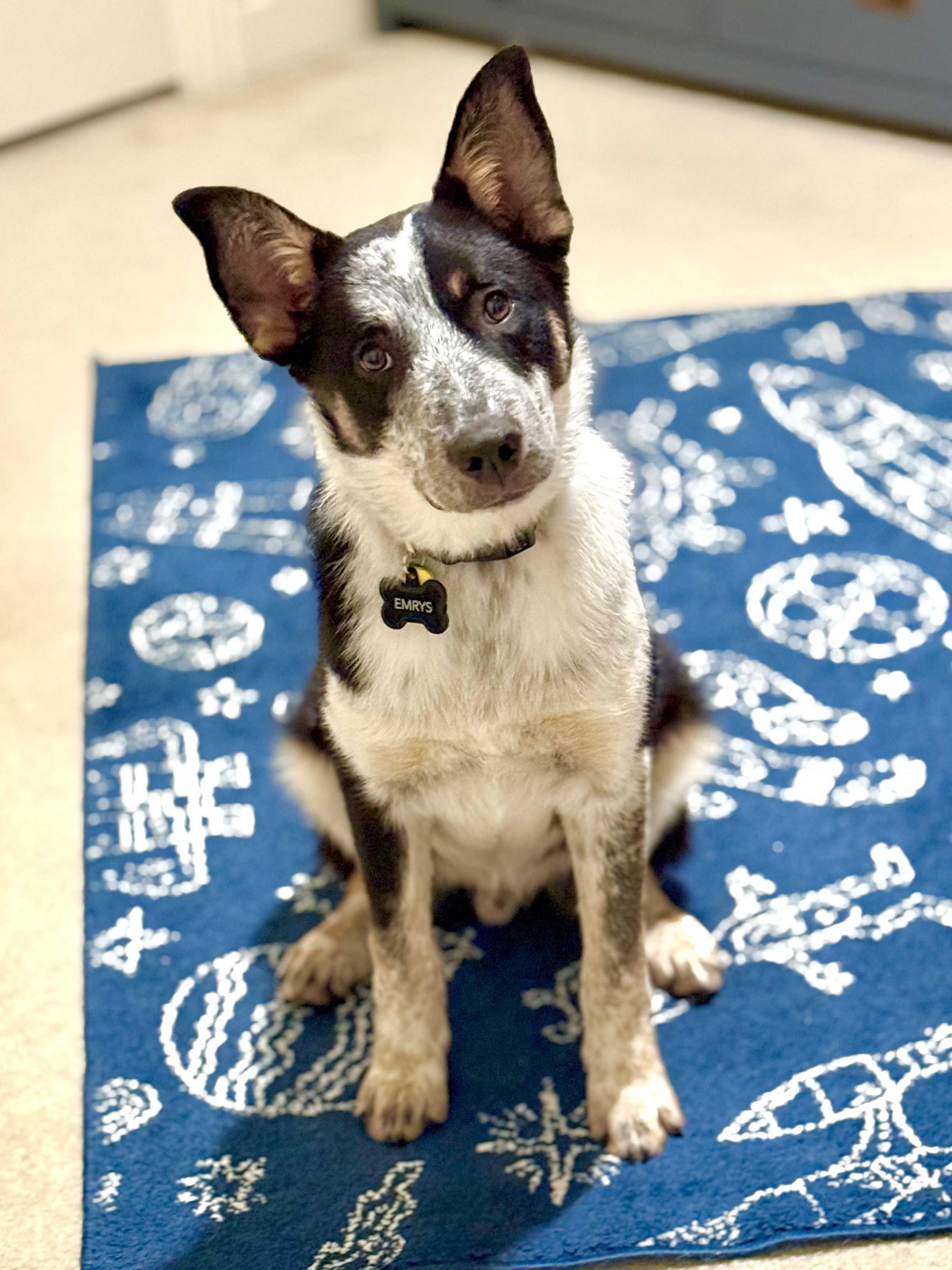 Enlarge Emrys, a Adoptable mixed breed in FRISCO, TX image 4/6