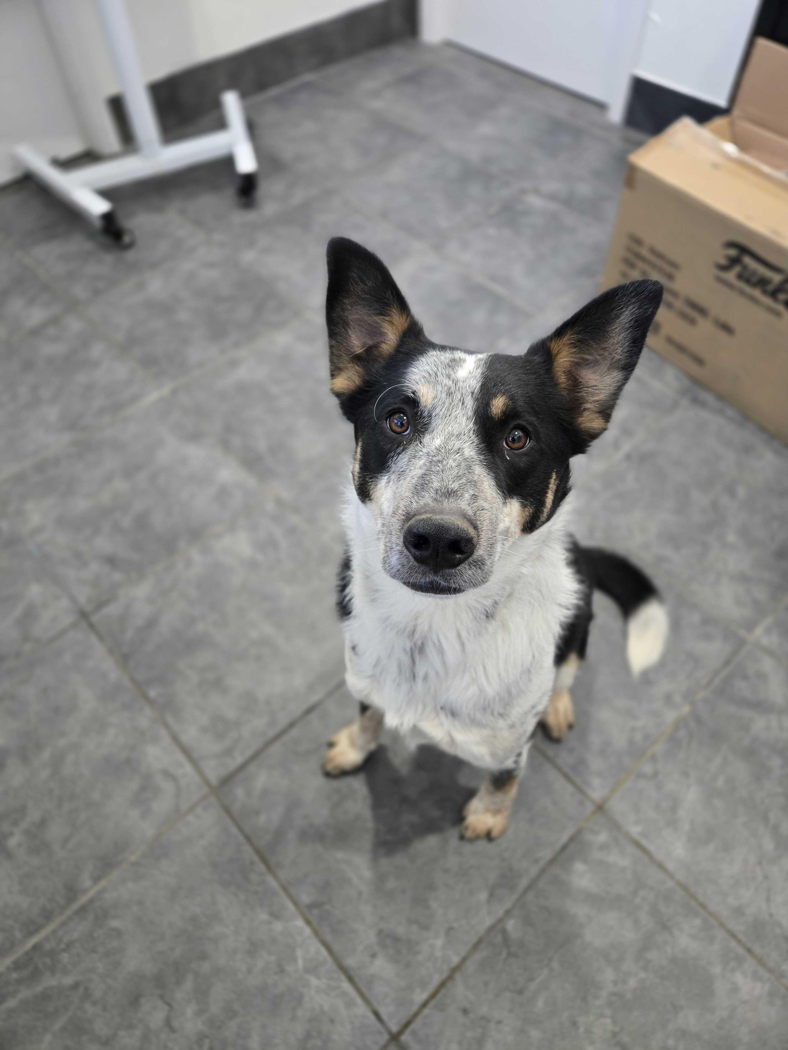 Enlarge Emrys, a Adoptable mixed breed in FRISCO, TX image 6/6