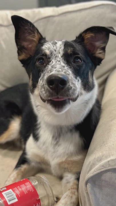 Enlarge Emrys, a Adoptable mixed breed in FRISCO, TX video 1/6