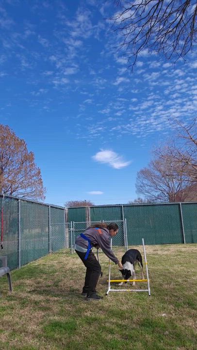 Enlarge Emrys, a Adoptable mixed breed in FRISCO, TX video 5/6