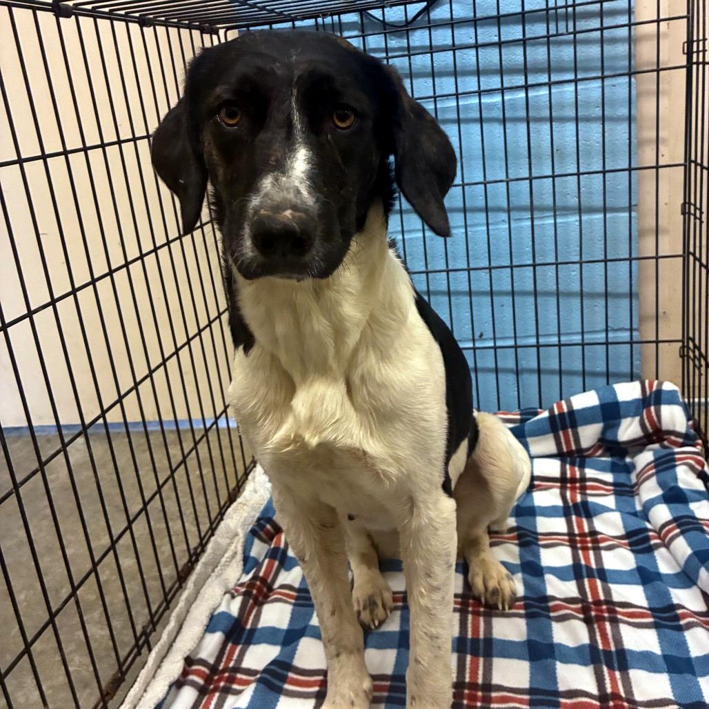 Enlarge Bella, a ADOPTABLE mixed breed in Sulphur, KY image 3/3