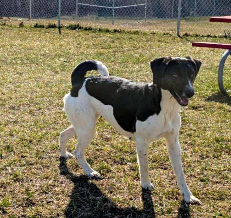 Enlarge Bella, a ADOPTABLE mixed breed in Sulphur, KY image 2/3