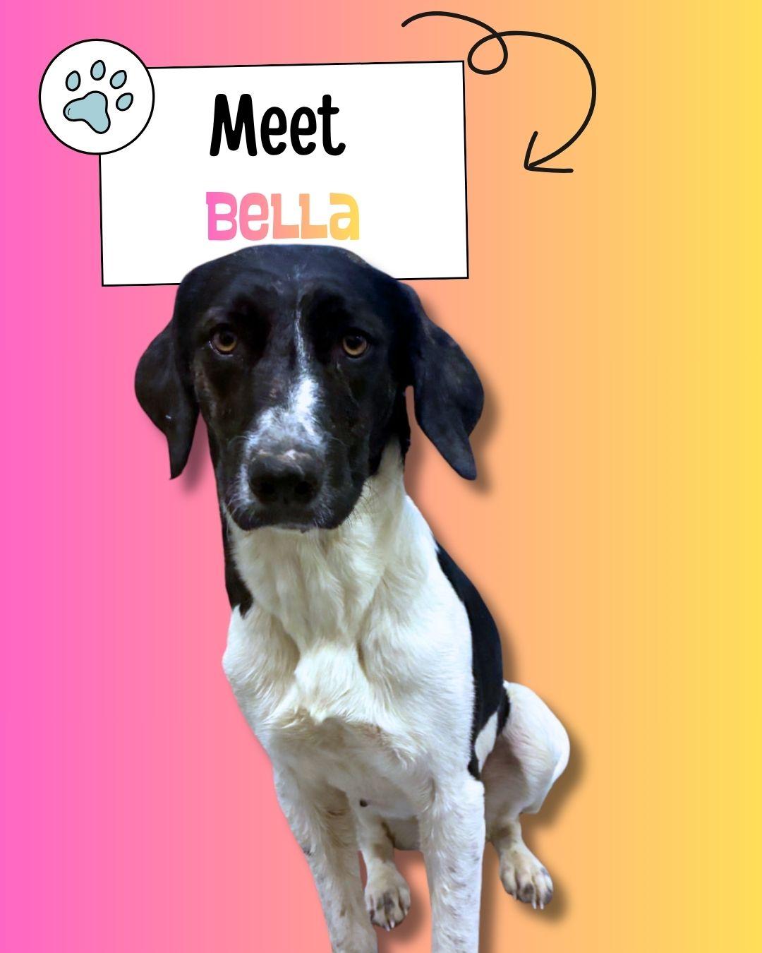 Bella, ADOPTABLE, Young Female Spaniel.