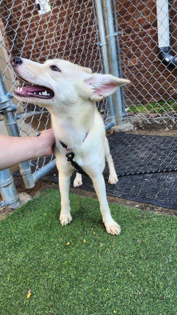 Enlarge Vixen, a Adoptable Cattle Dog in New Kensington, PA image 2/6