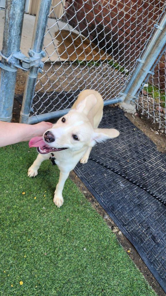 Enlarge Vixen, a Adoptable Cattle Dog in New Kensington, PA image 4/6