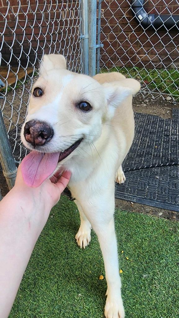 Enlarge Vixen, a Adoptable Cattle Dog in New Kensington, PA image 5/6