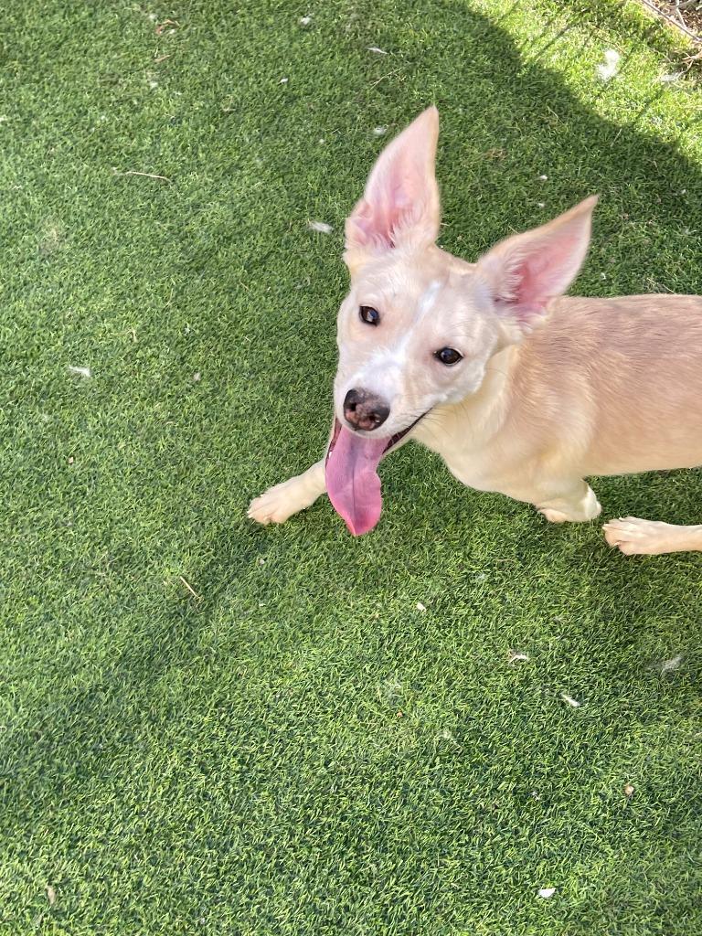 Enlarge Vixen, a Adoptable Cattle Dog in New Kensington, PA image 6/6