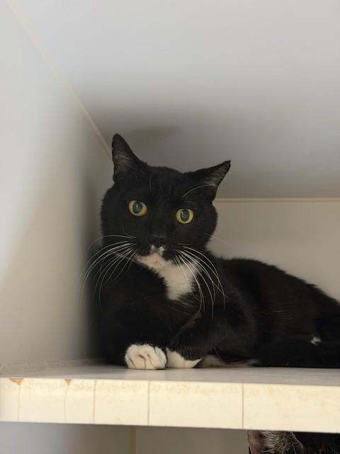 WHISKERS, Adoptable, Senior Male Domestic Short Hair.