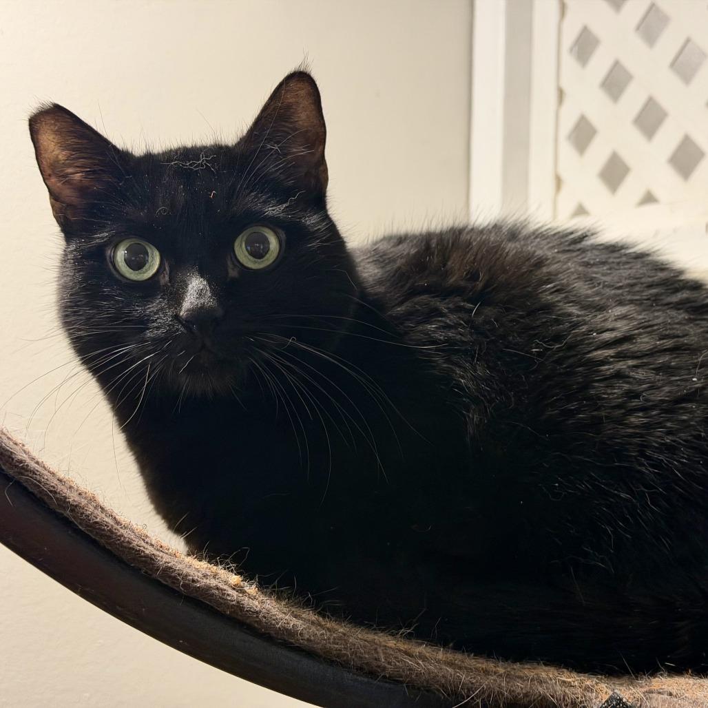 Enlarge Little Girl, a Adoptable Domestic Short Hair in Las Vegas, NV image 2/2