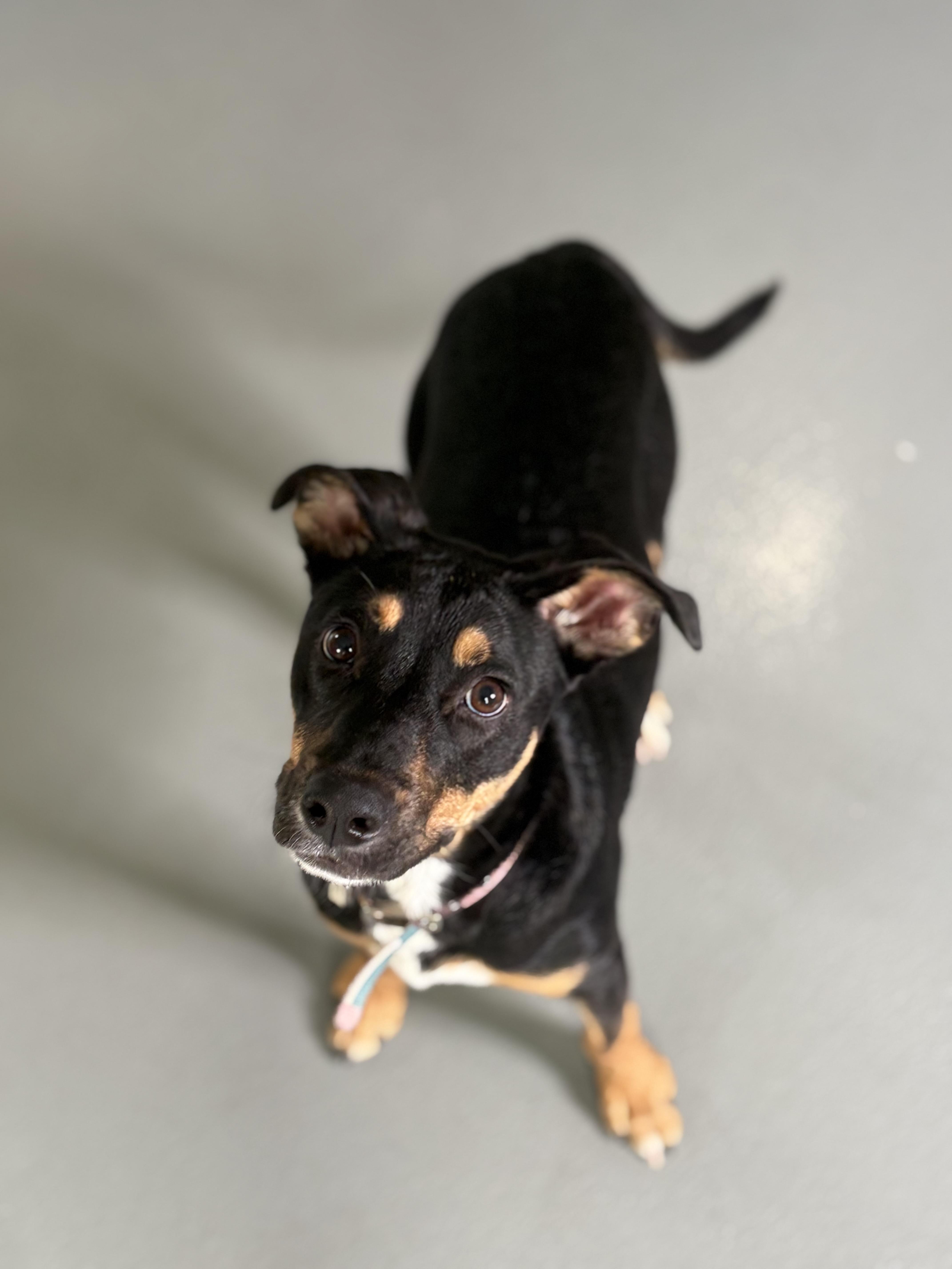 Izzy, a Adoptable mixed breed in Zimmerman, MN image 5/5