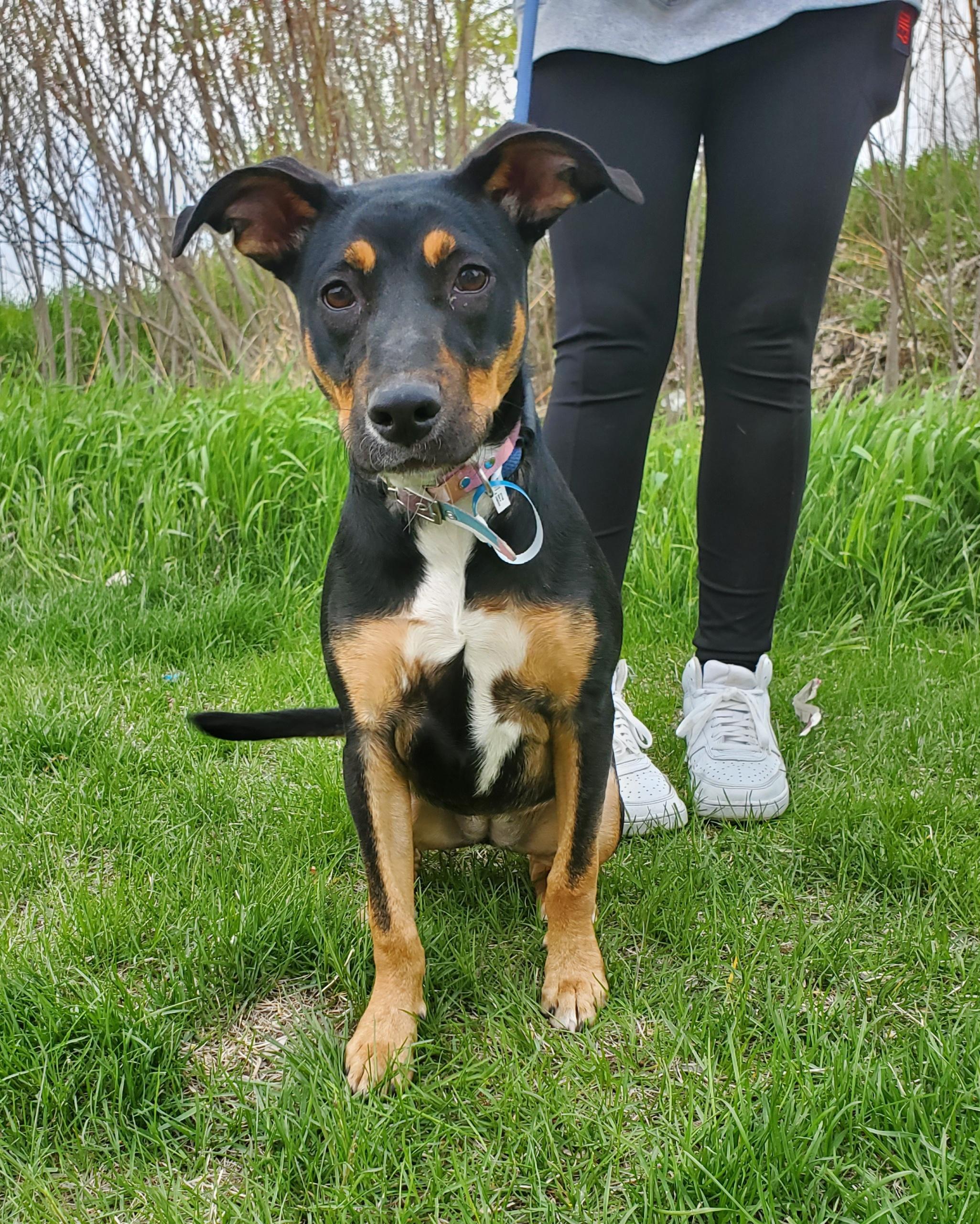Izzy, a Adoptable mixed breed in Zimmerman, MN image 2/5