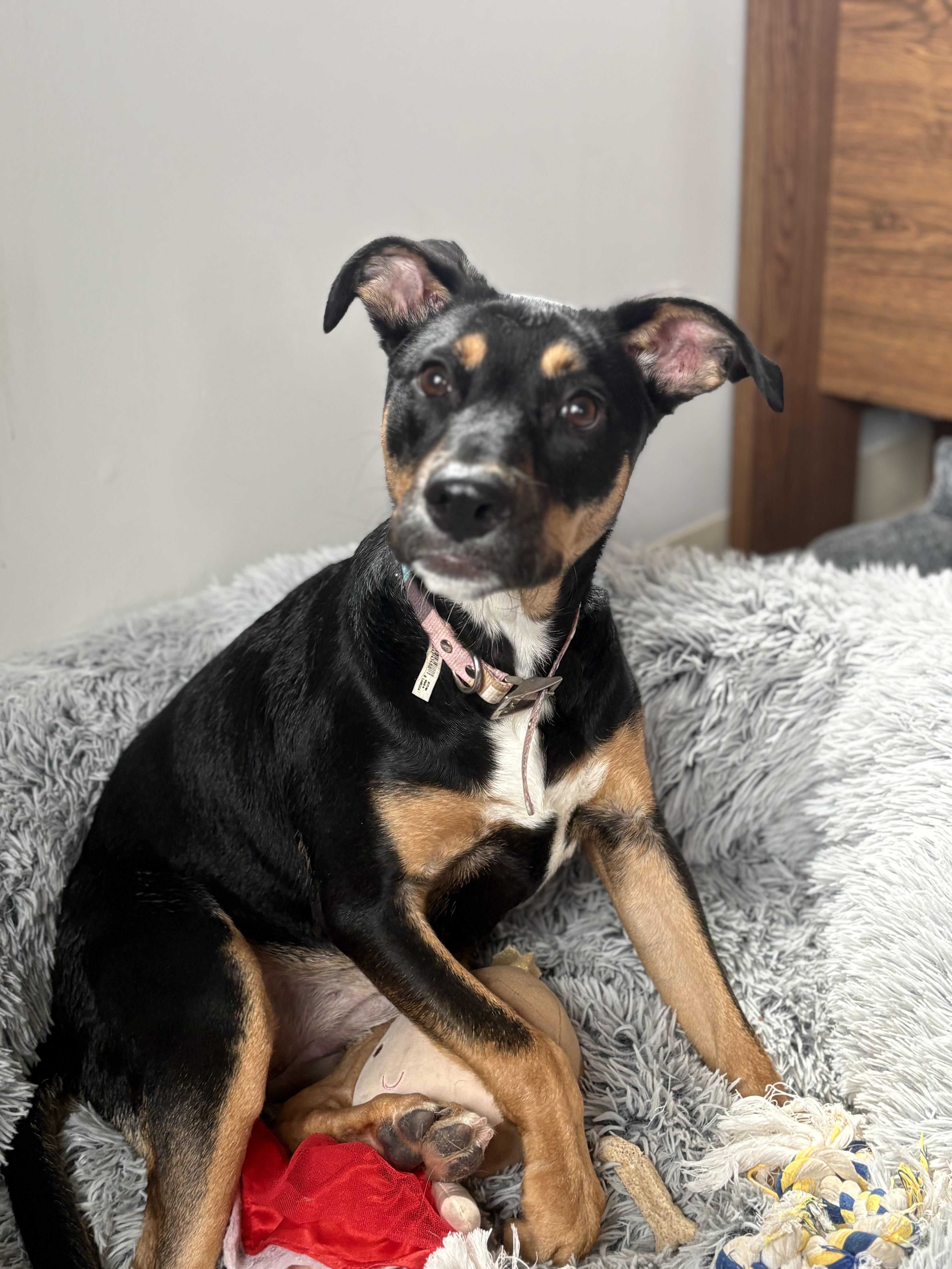 Izzy, Adoptable, Young Female Pit Bull Terrier.