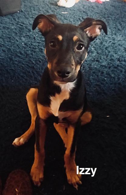 Izzy, a Adoptable mixed breed in Zimmerman, MN image 3/5