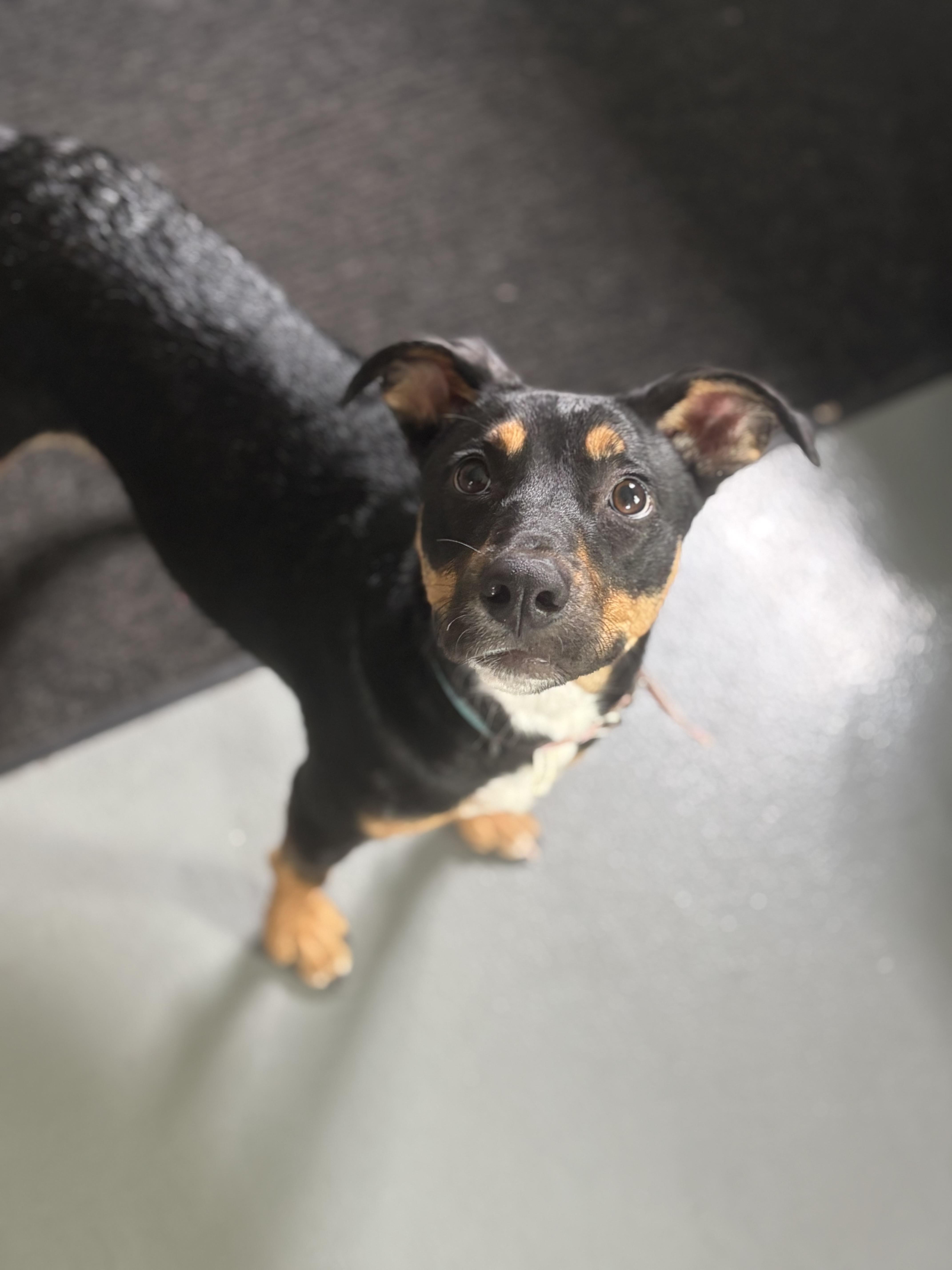 Izzy, a Adoptable mixed breed in Zimmerman, MN image 4/5