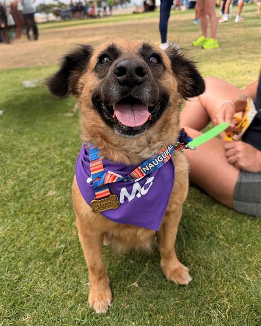 COCO, Adoptable, Adult Female German Shepherd Dog & Mixed Breed.